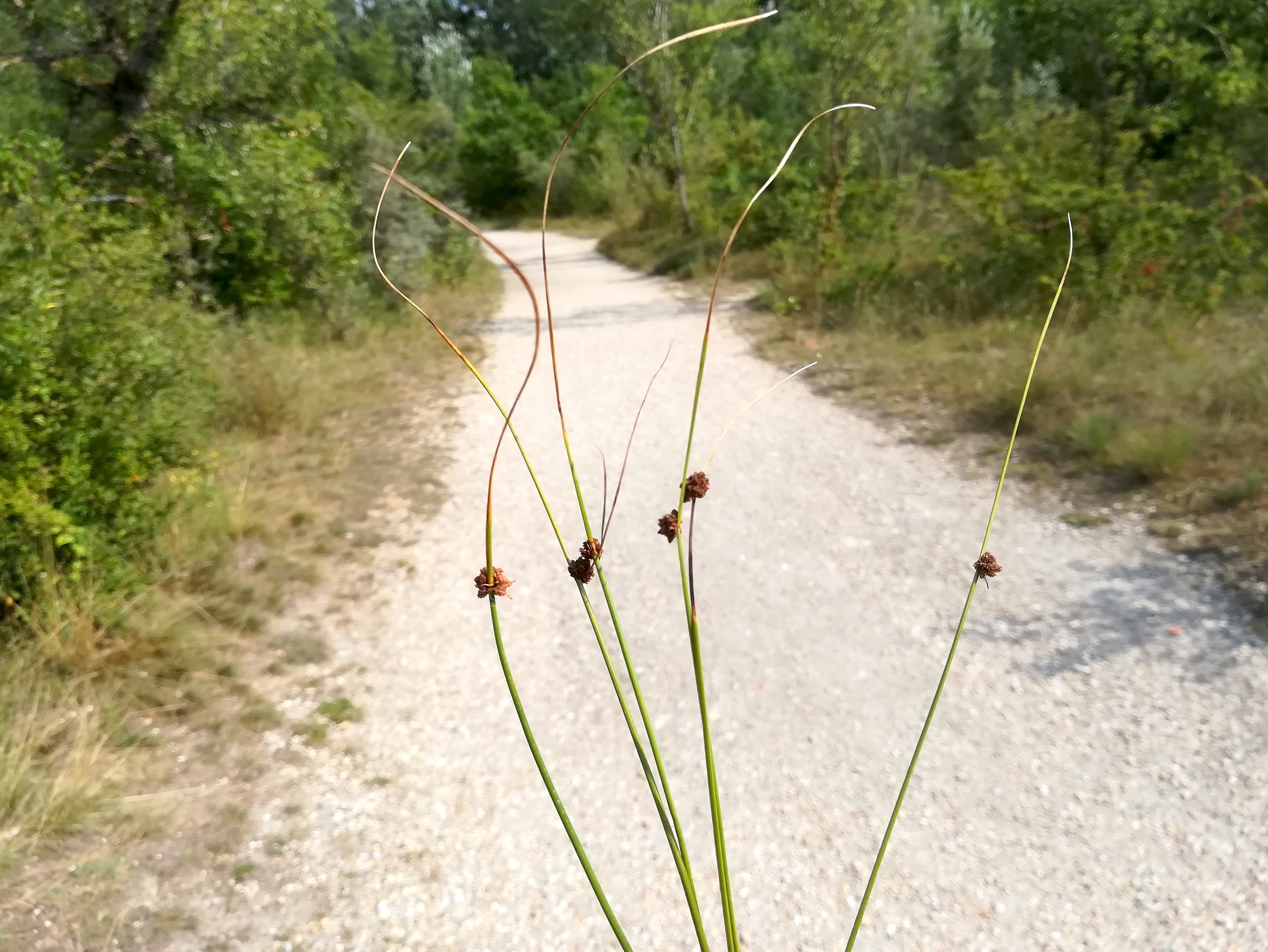 scirpoides holoschoenus panozzalacke_20190731_160348.jpg