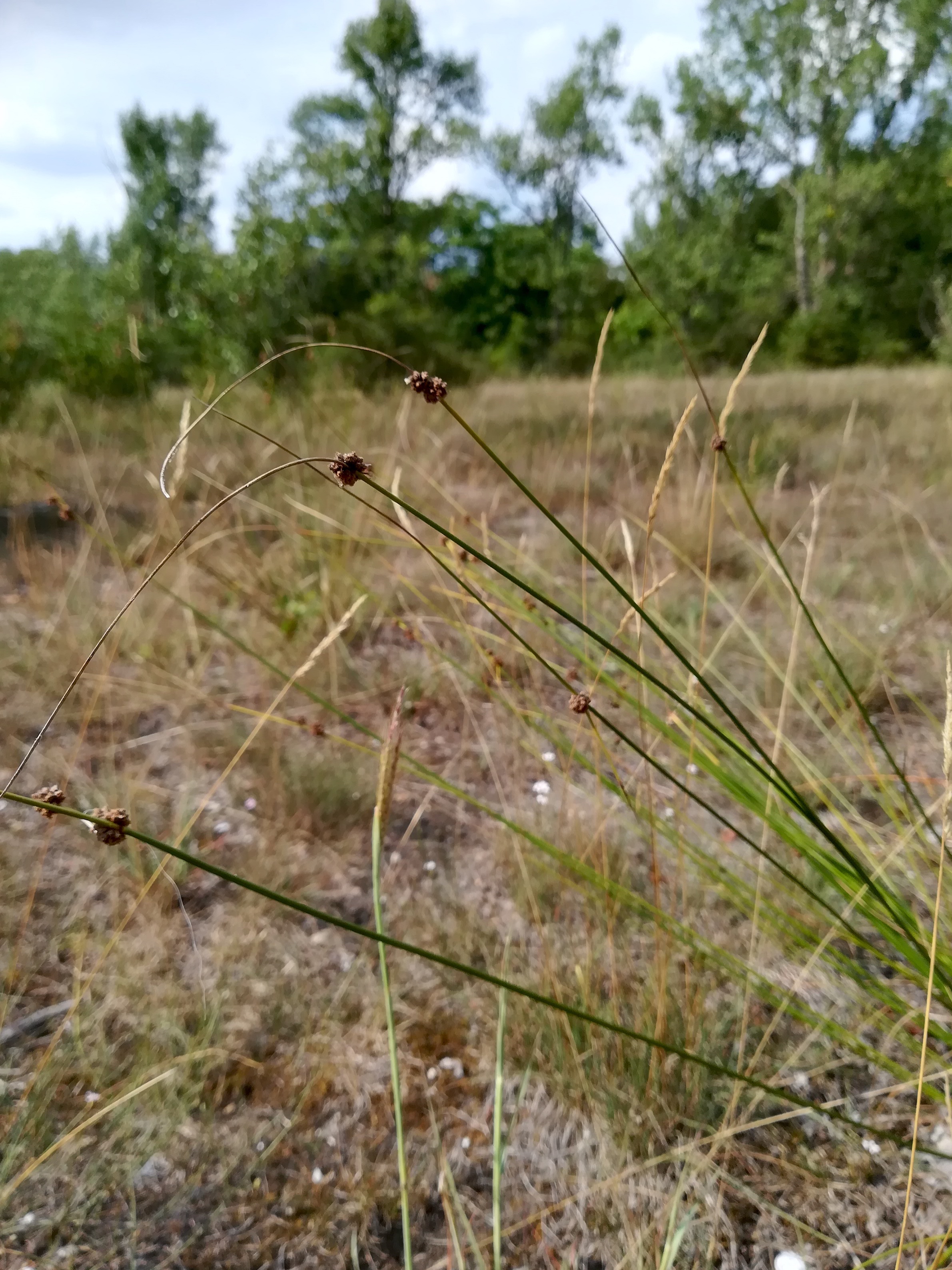 scirpoides holoschoenus panozzalacke_20190731_160836.jpg