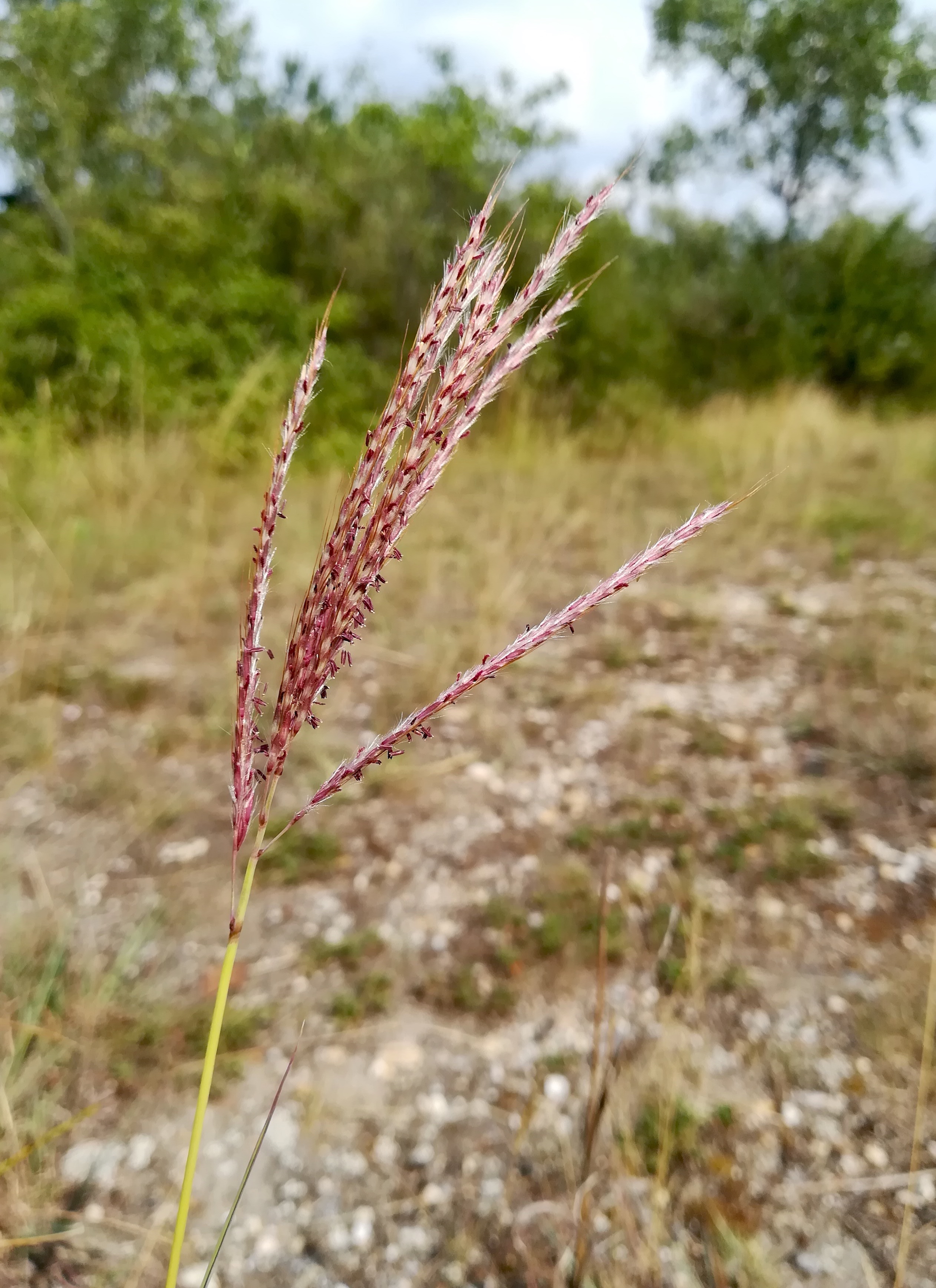 bothriochloa ischaemum panozzalacke_20190731_160824.jpg