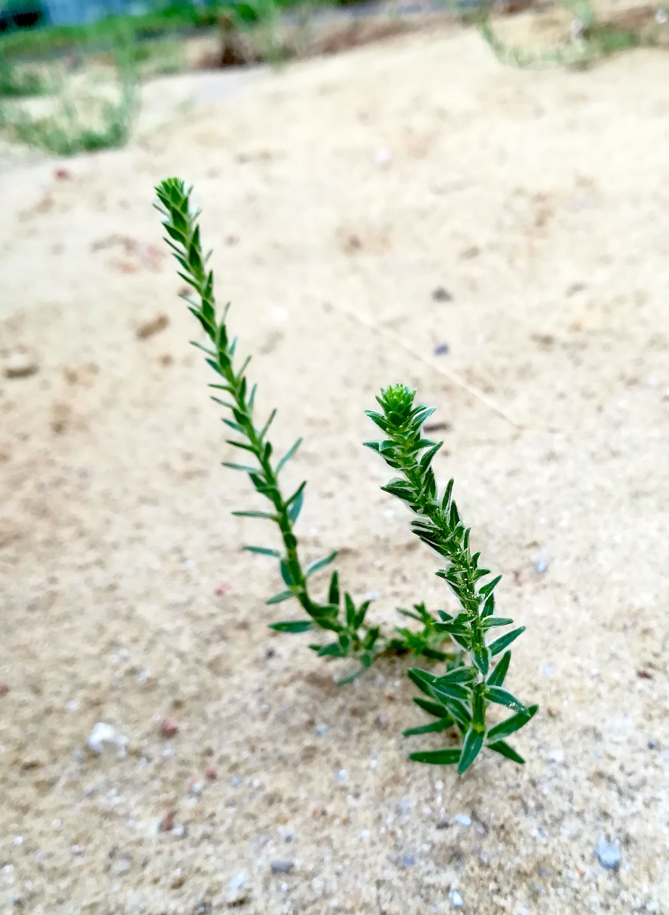 corispermum pallasii vitalygasse sonnwendviertel_20190730_092801.jpg