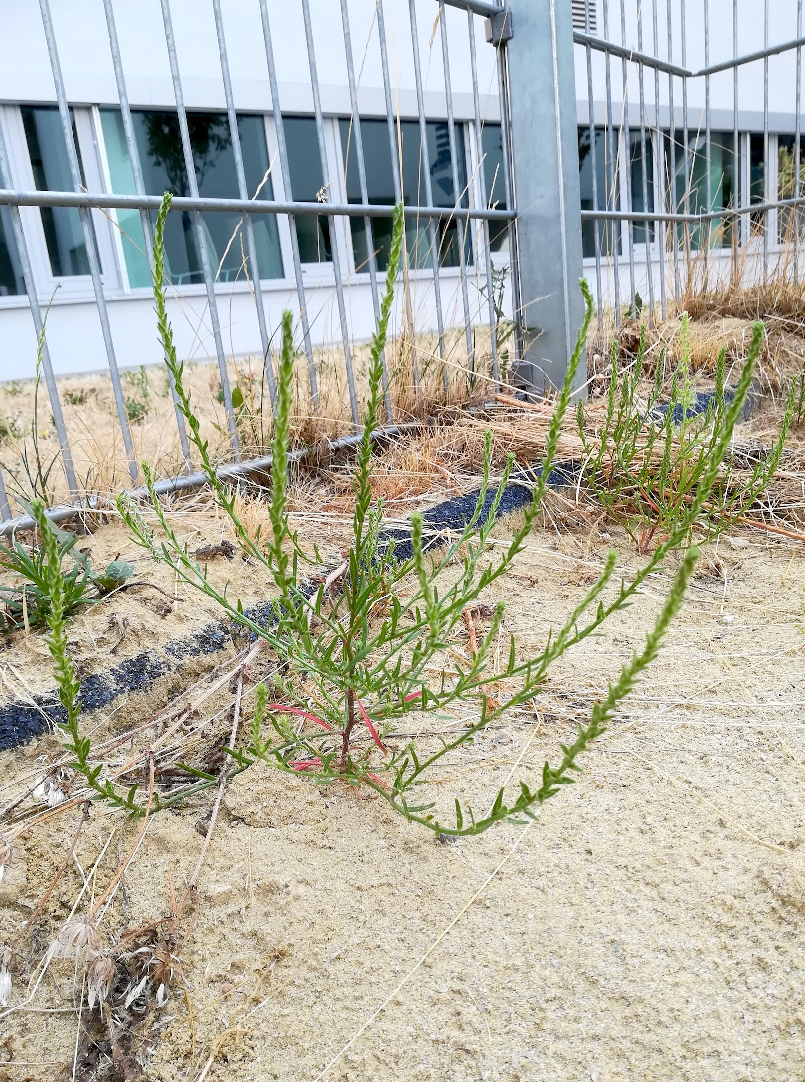 corispermum pallasii vitalygasse sonnwendviertel_20190730_092829.jpg