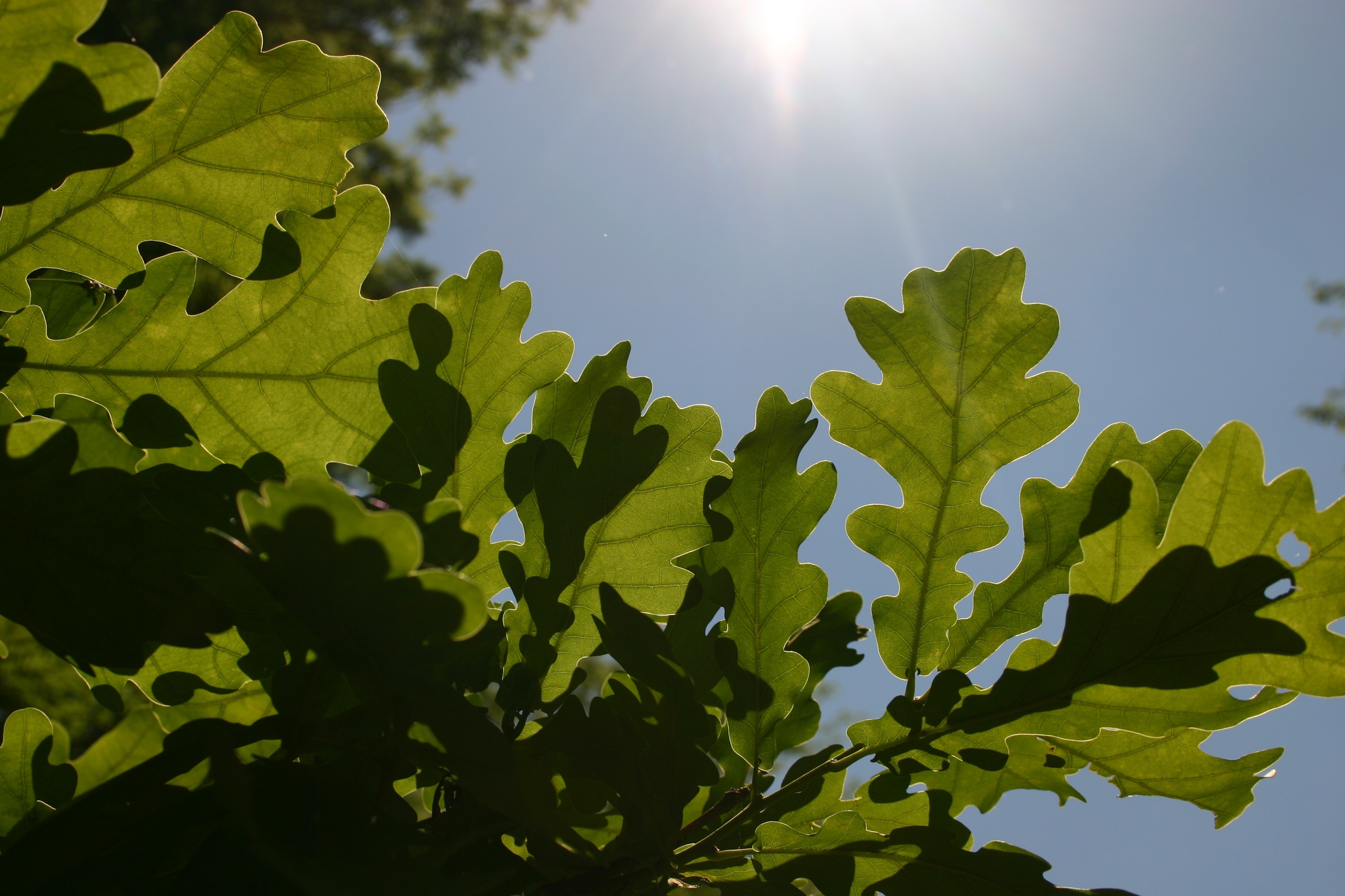 Fagaceae_Quercus robur.jpg