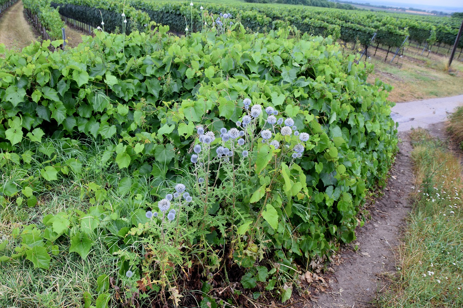 Fels am Wagram-13072019-(13) - Echinops sphaerocephalus - Bienen-Kugeldistel.JPG