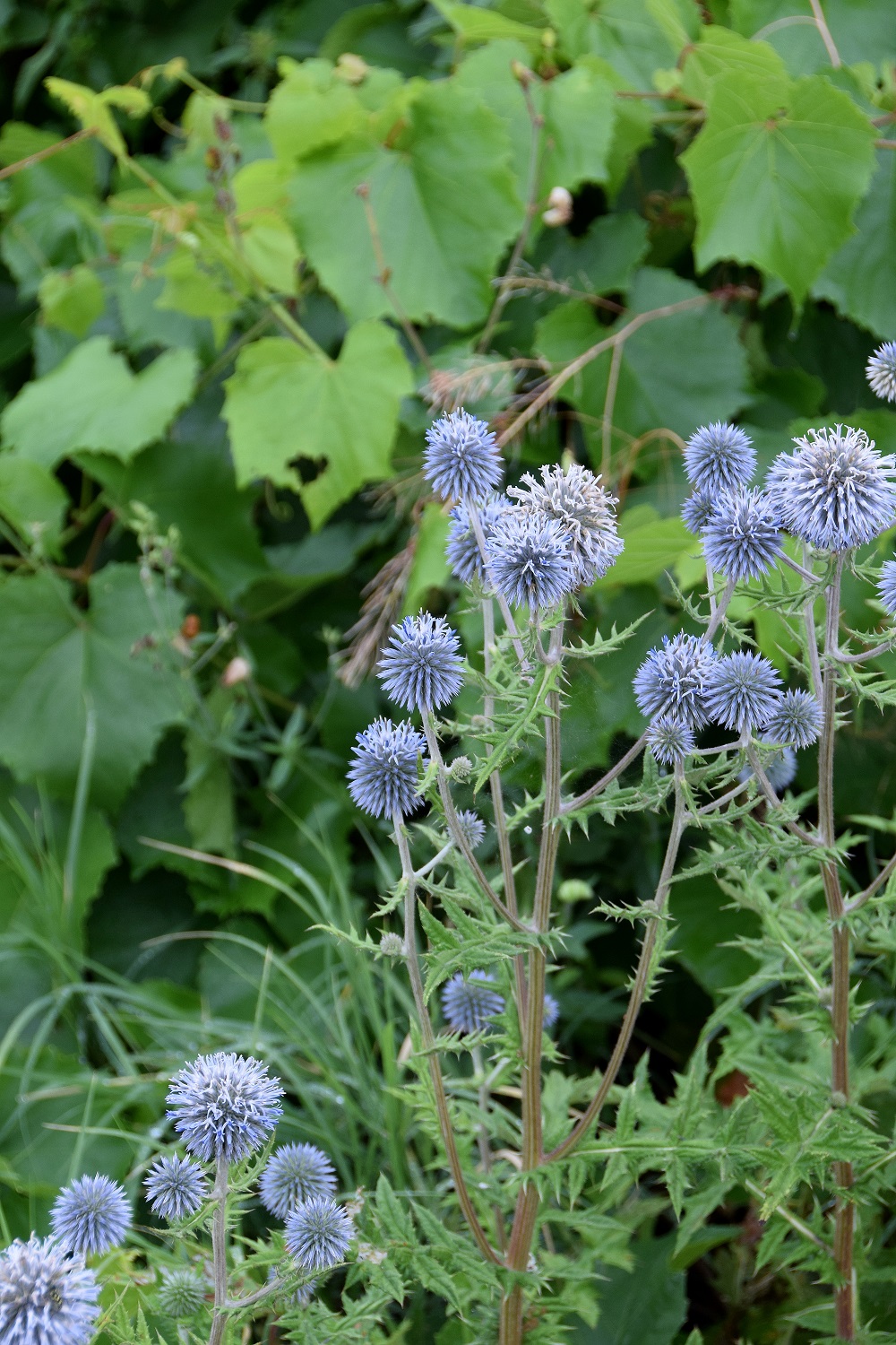 Fels am Wagram-13072019-(14) - Echinops sphaerocephalus - Bienen-Kugeldistel.JPG