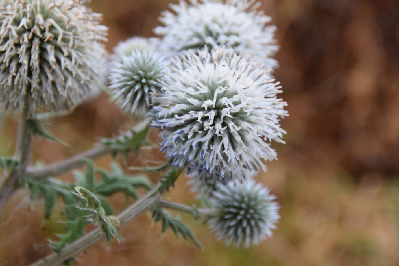 Fels am Wagram-13072019-(19) - Echinops sphaerocephalus - Bienen-Kugeldistel.JPG