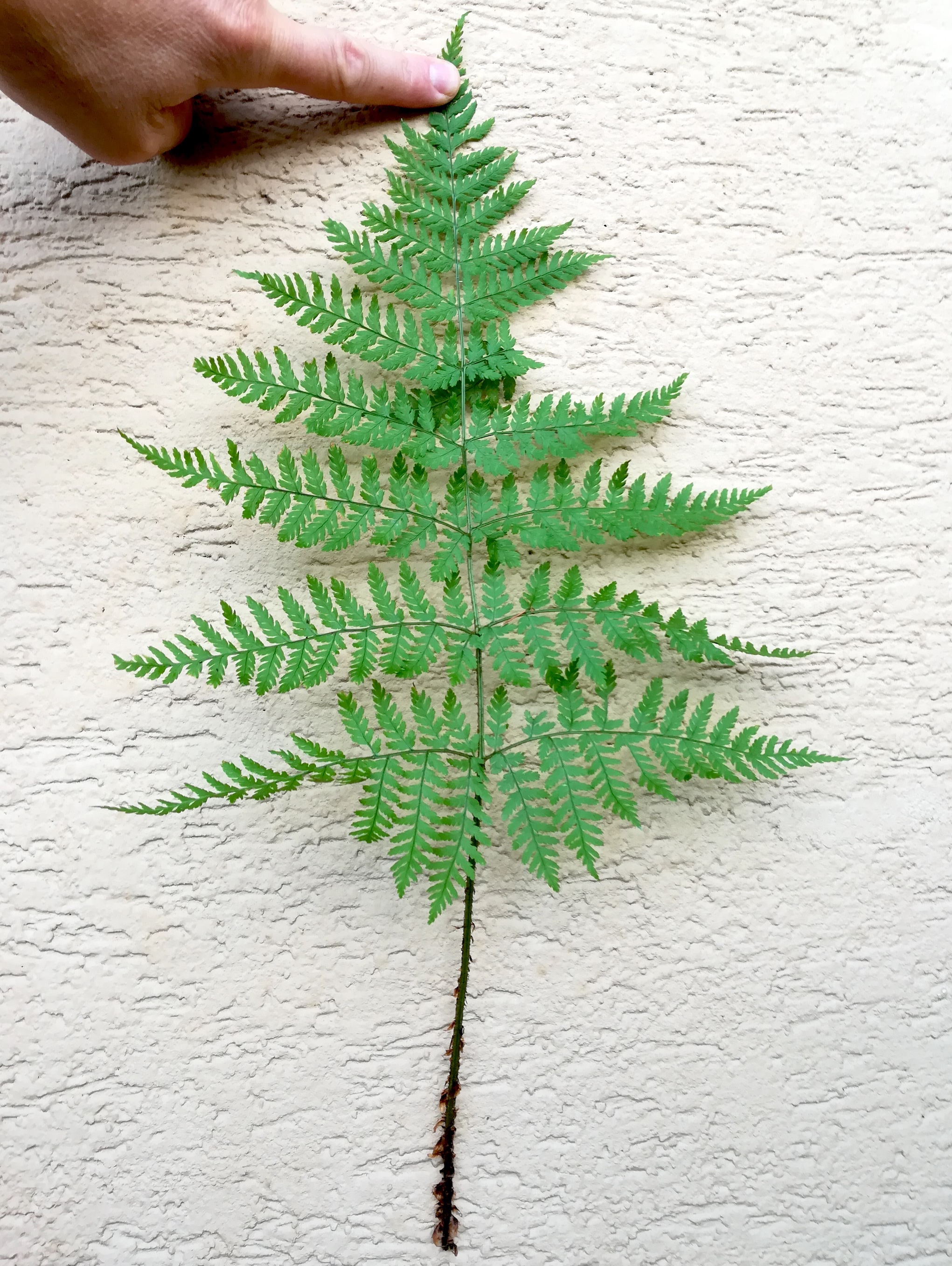 dryopteris cf. dilatata NP gesäuse gesäusestraße 8453-2_20190804_181138.jpg