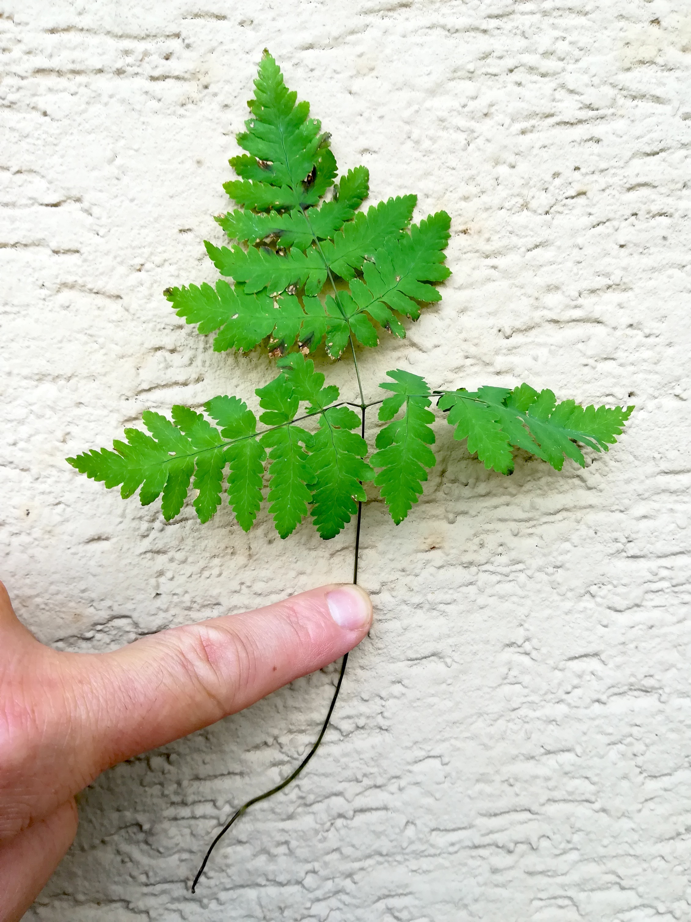 gymnocarpium dryopteris NP gesäuse gesäusestraße 8453-2_20190804_183632.jpg