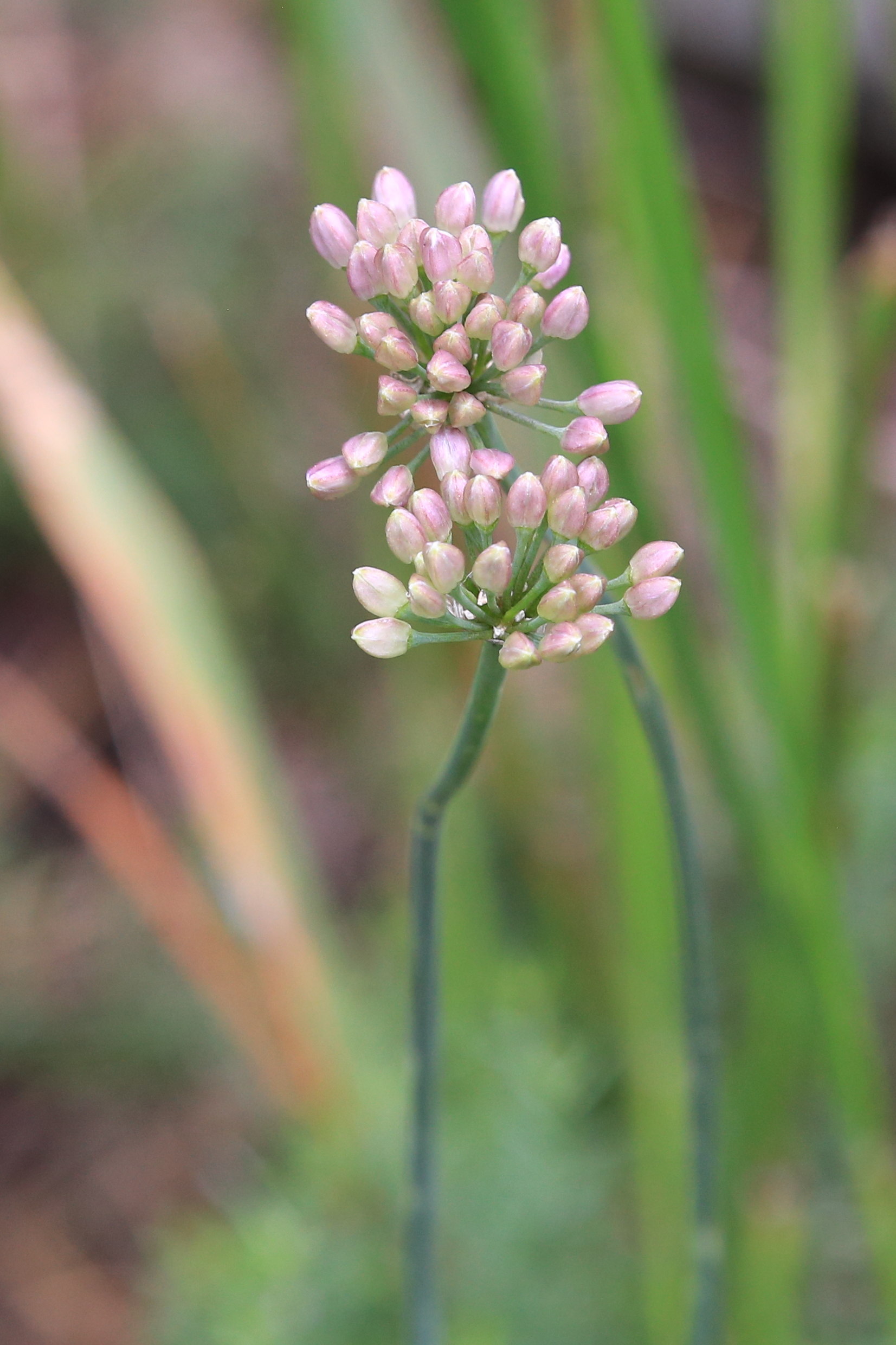 allium lusitanicum_kirchkogel2.JPG