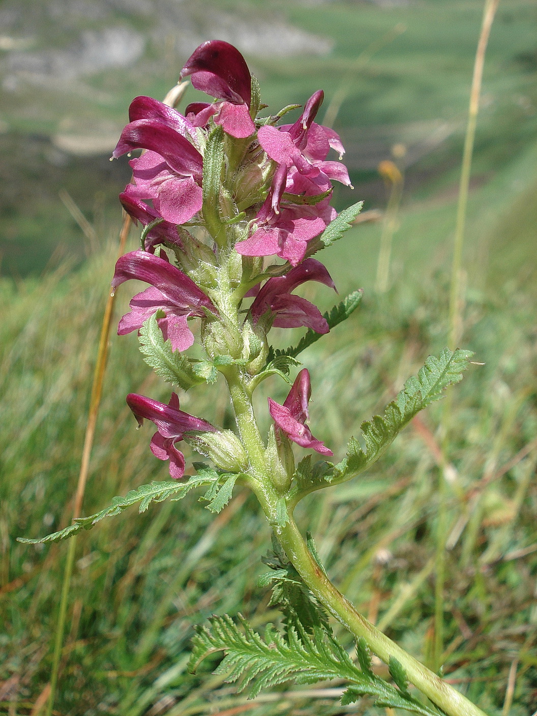 Pedicularis recutita x rostratospicata.St-Eiskar.4.8.19.JPG