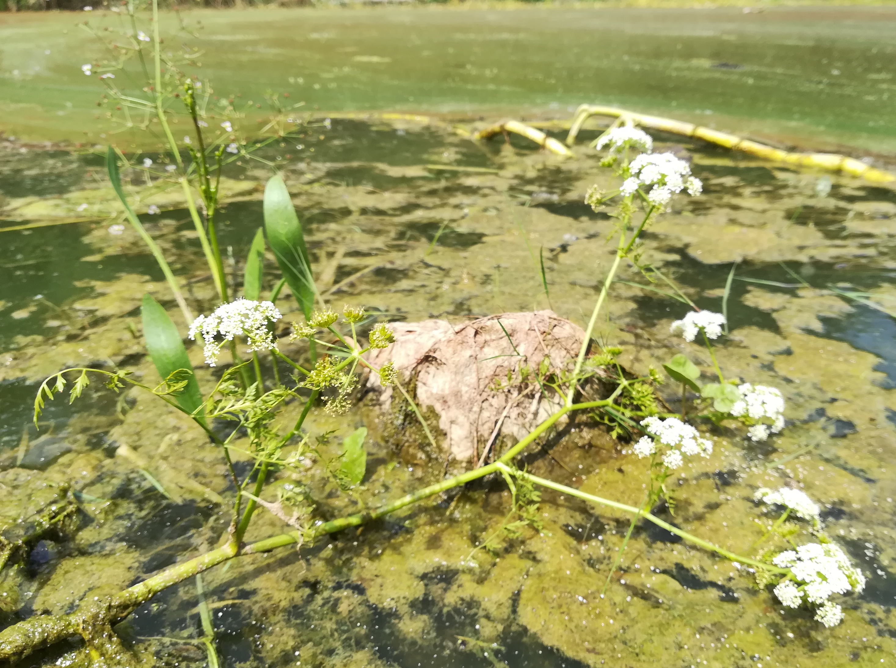 oenanthe aquatica und alisma lanceolatum fischamend am damm fischamend-dorf_20190805_131049.jpg