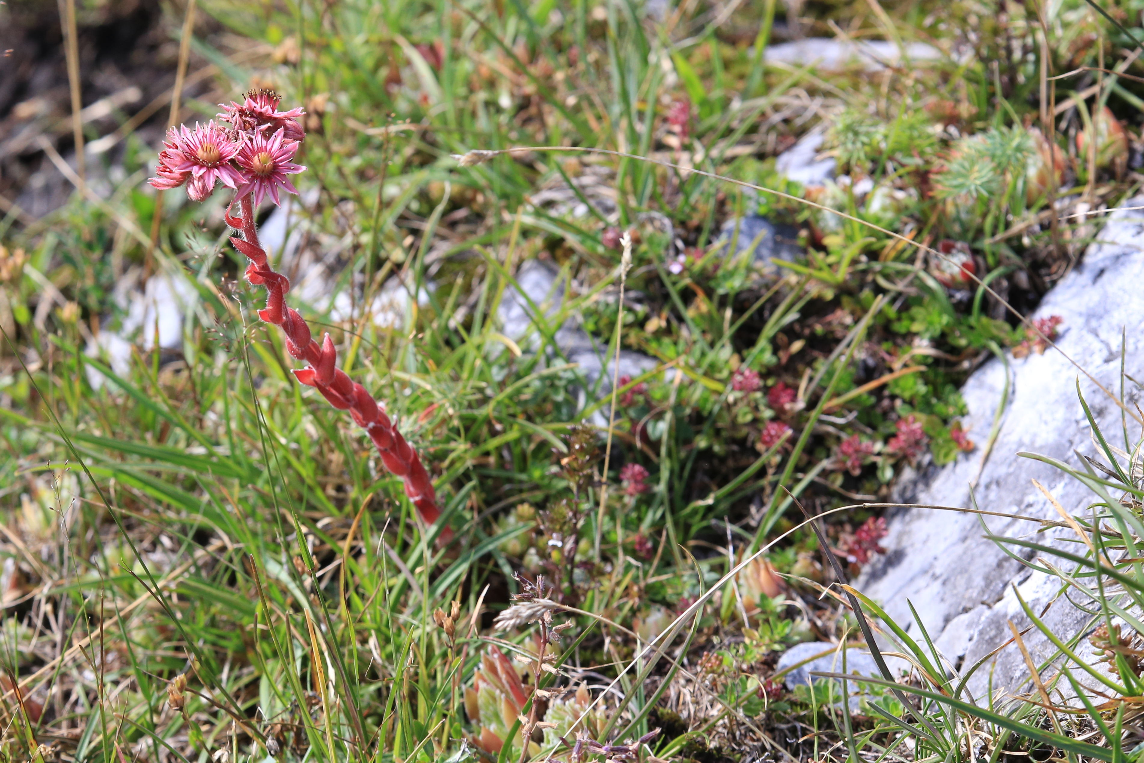 sempervivum_schoeckl2.JPG