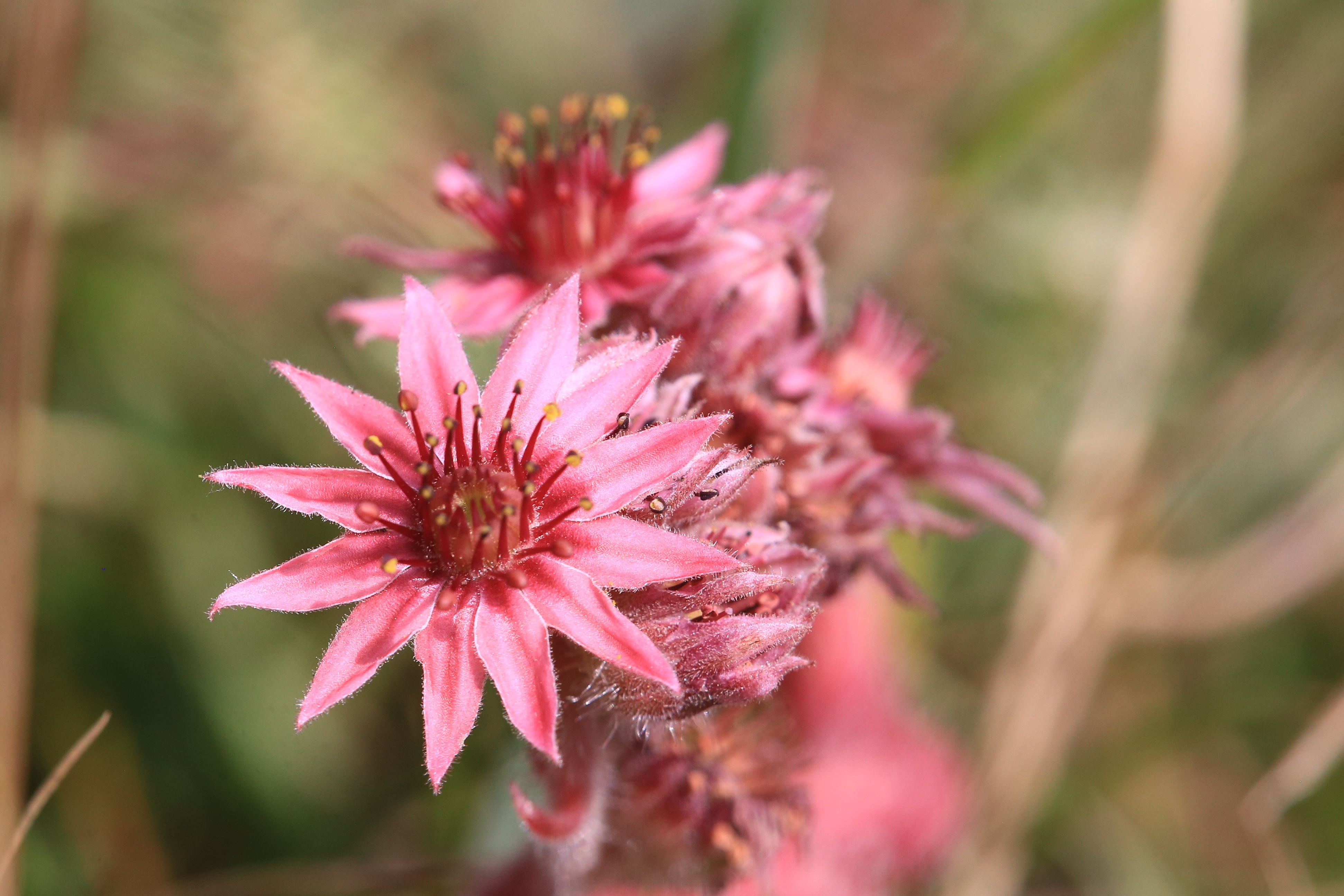 sempervivum_schoeckl3.JPG