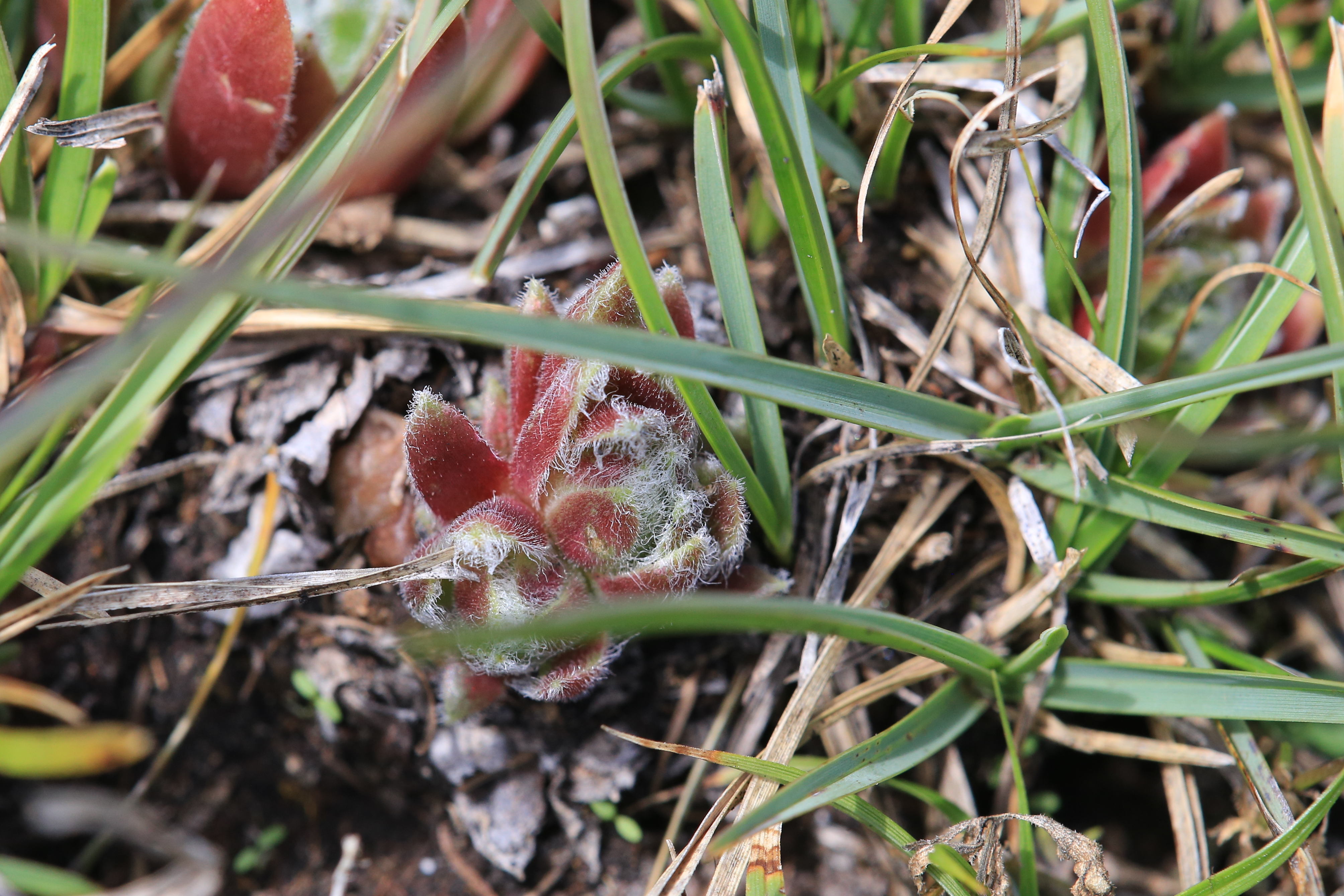 sempervivum_schoeckl4.JPG