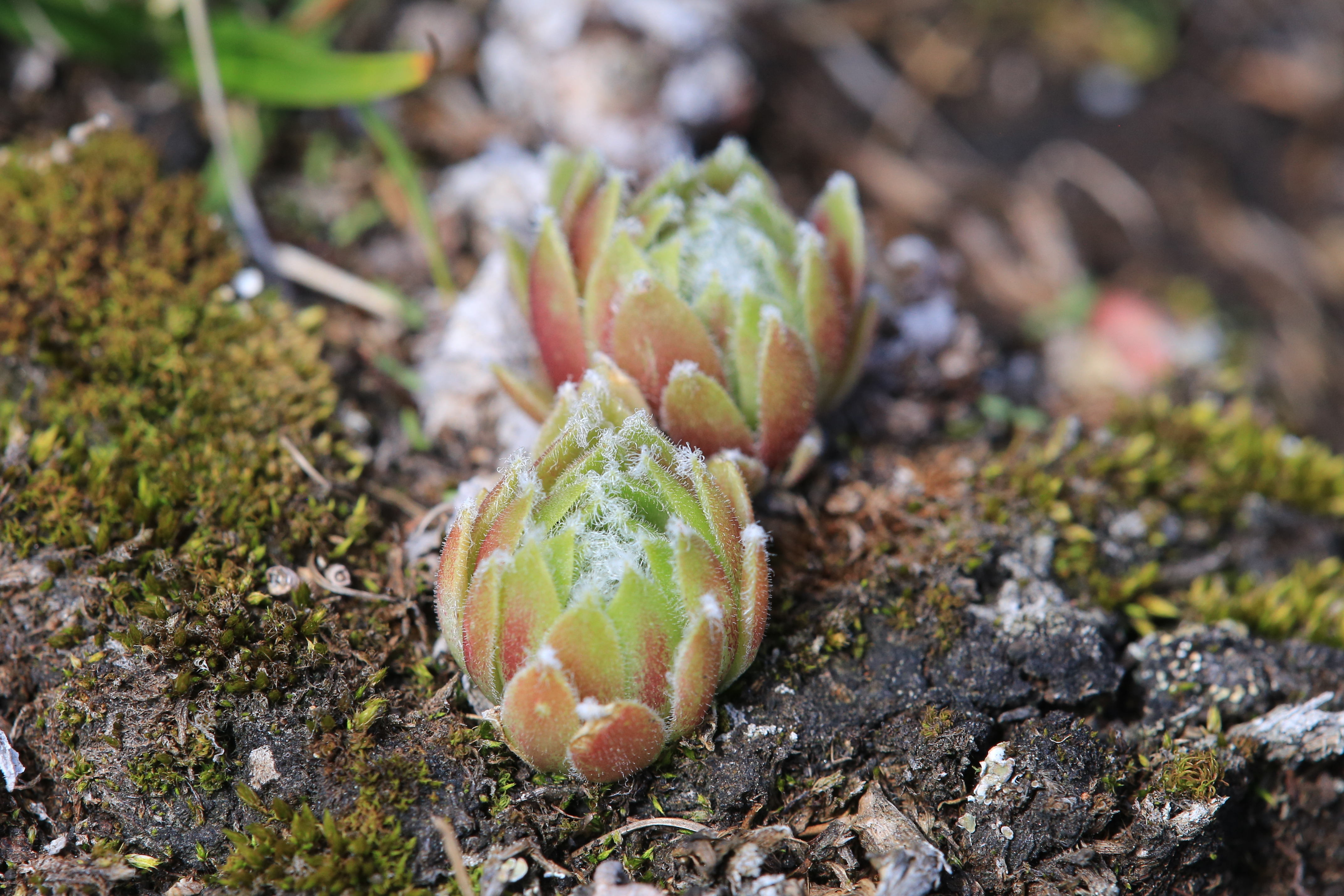 sempervivum_schoeckl6.JPG