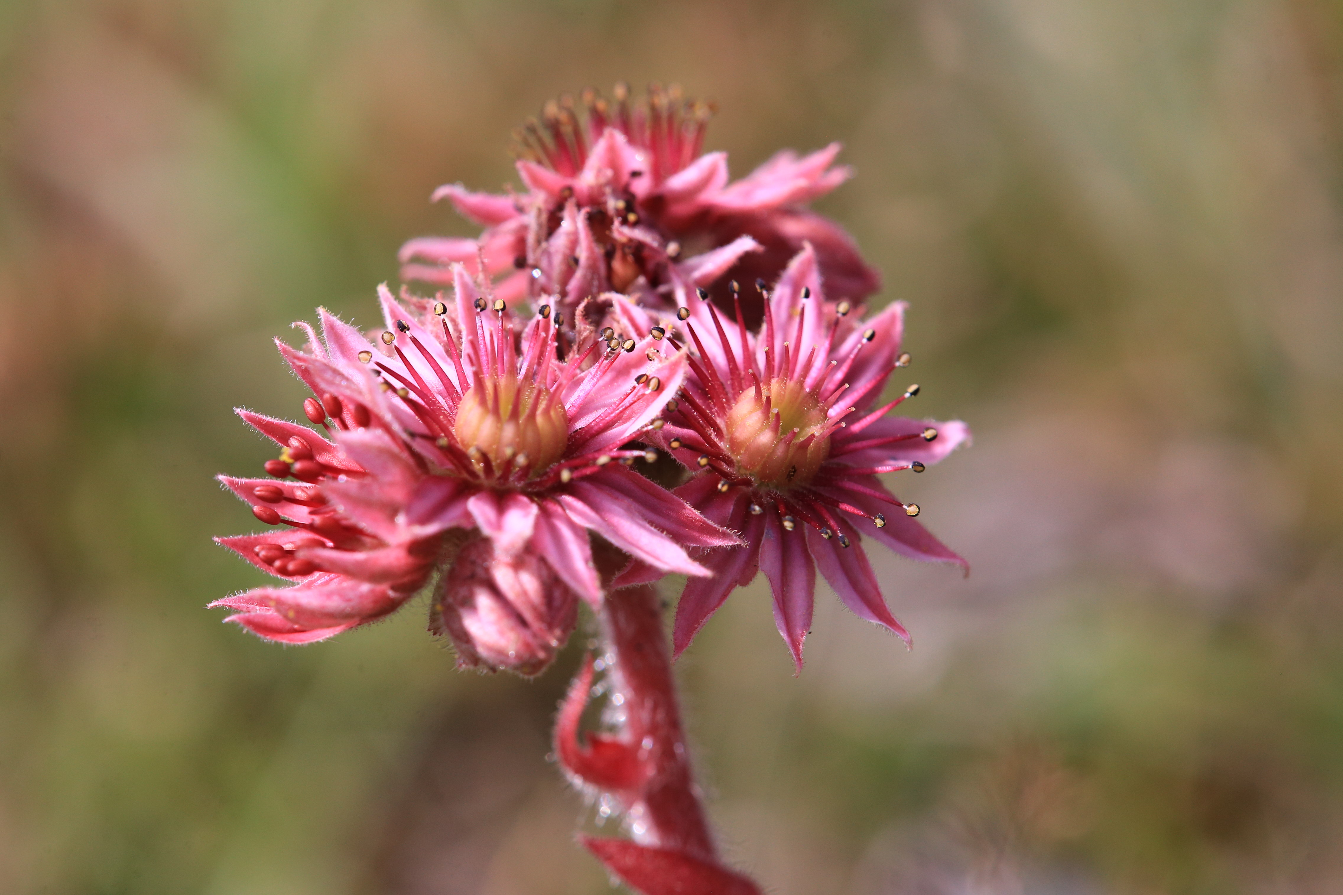 sempervivum_schoeckl1.JPG