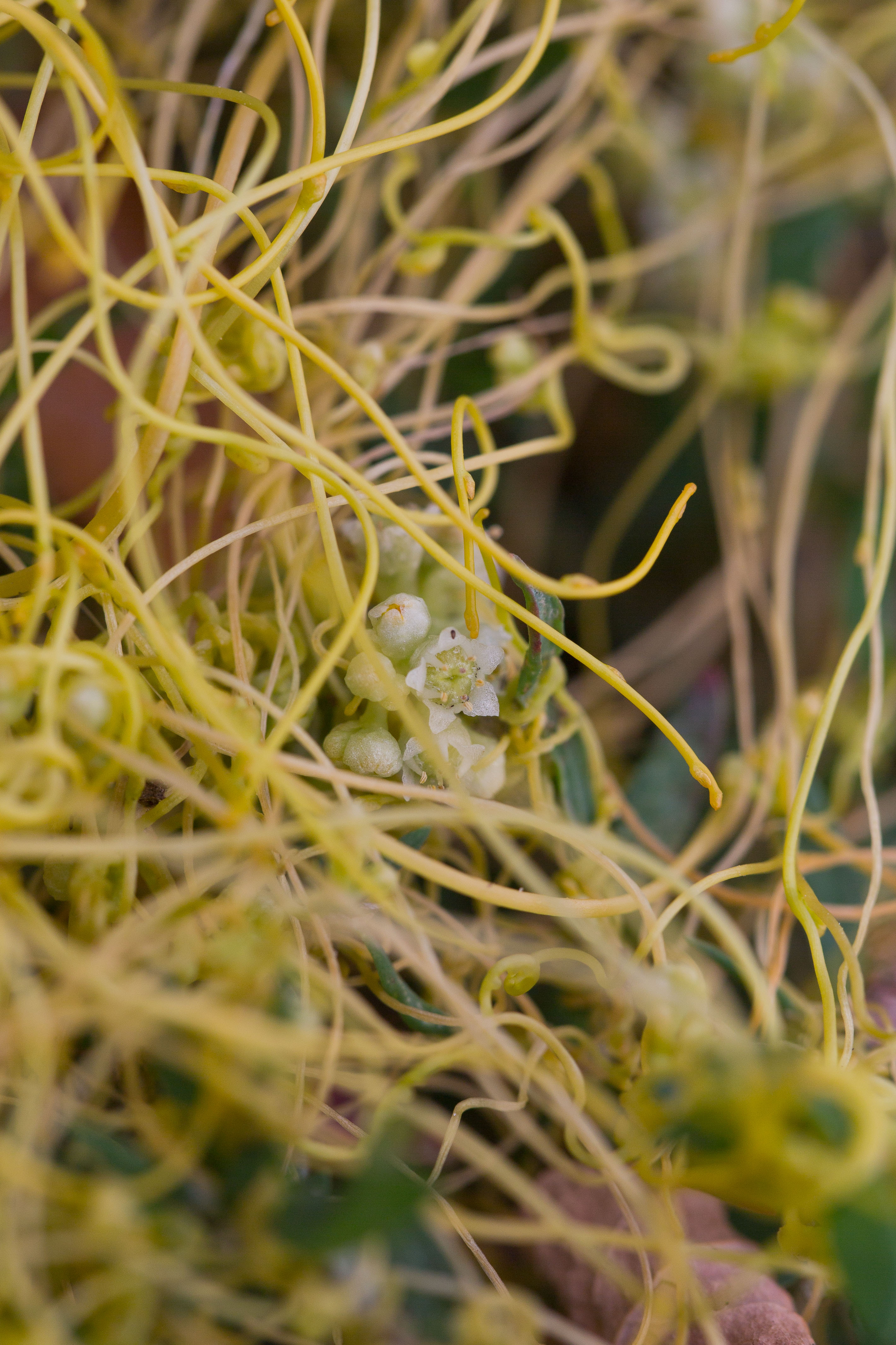 Convulvulaceae_Cuscuta campestris 1-2.jpg