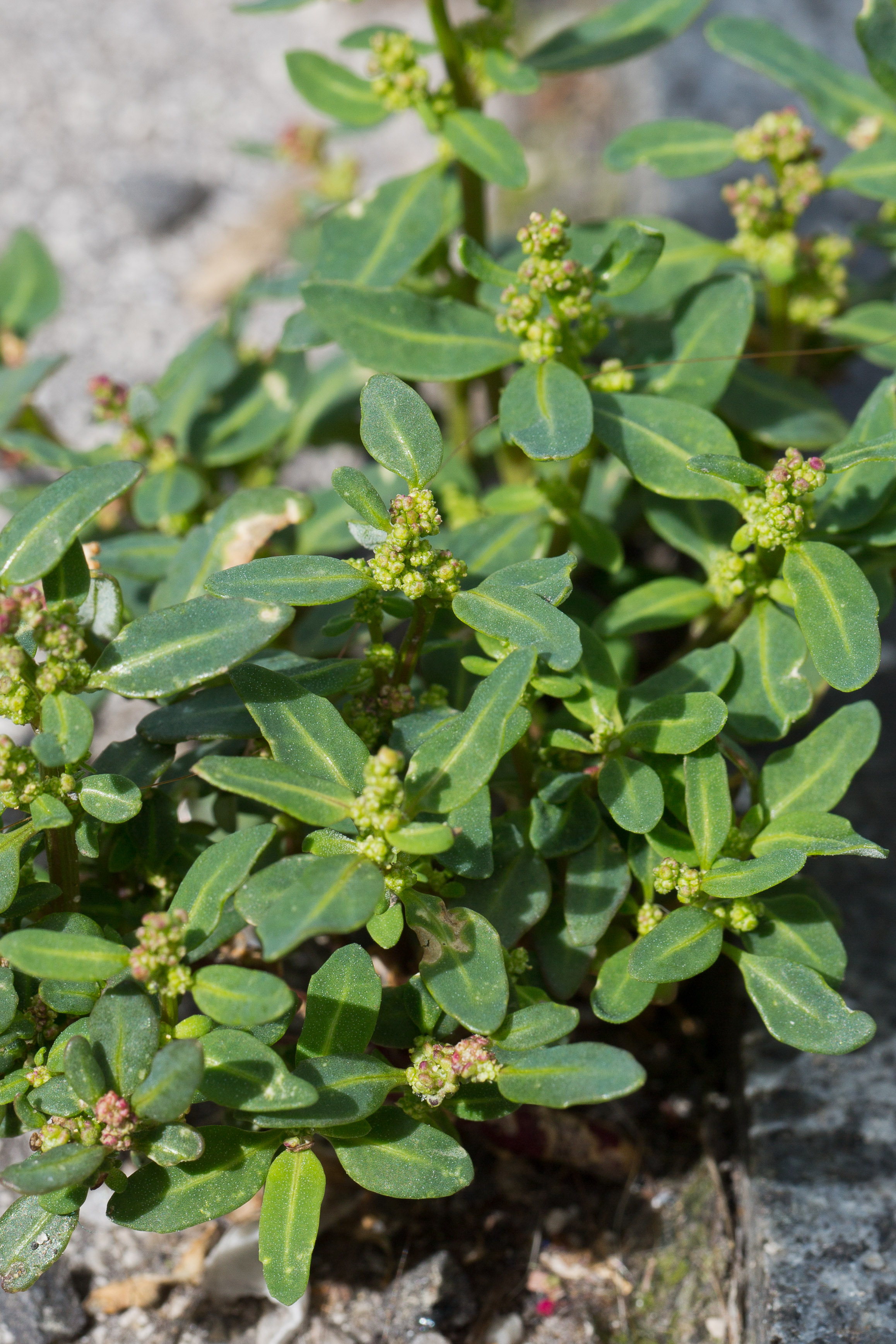 Chenopodiaceae_Chenopodium glaucum 1-2.jpg