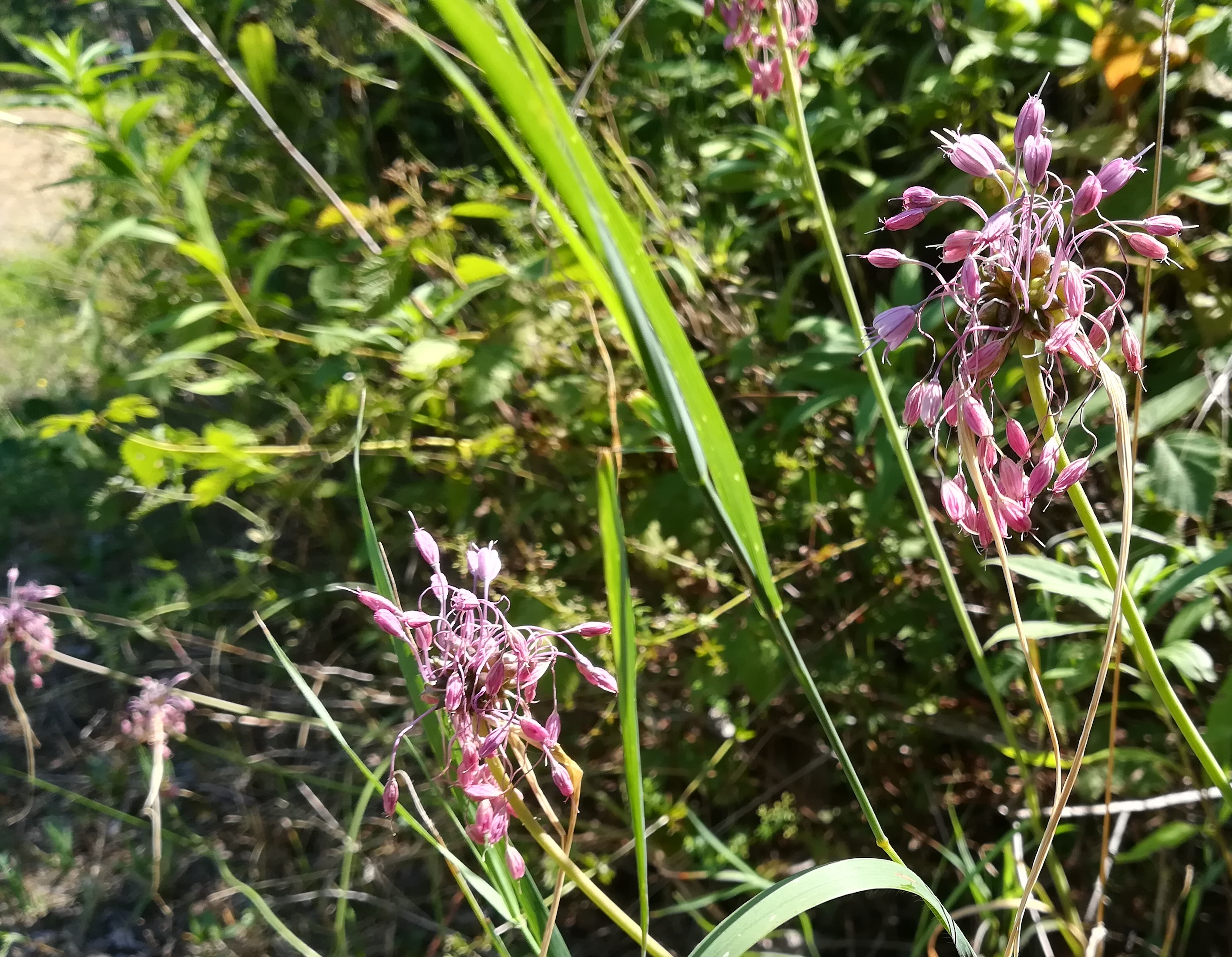 allium carinatum subsp. carinatum klein-neusiedl bei fischamend_20190810_121142.jpg