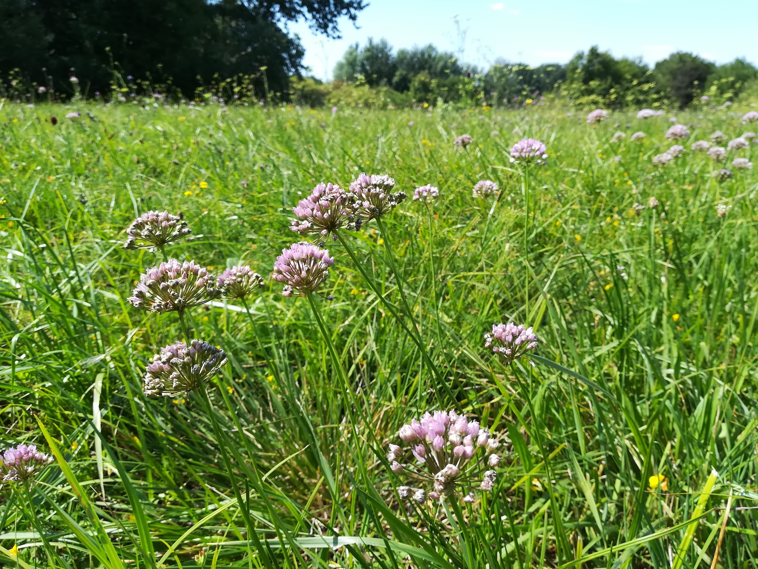 allium angulosum klein-neusiedl bei fischamend_20190810_114810.jpg