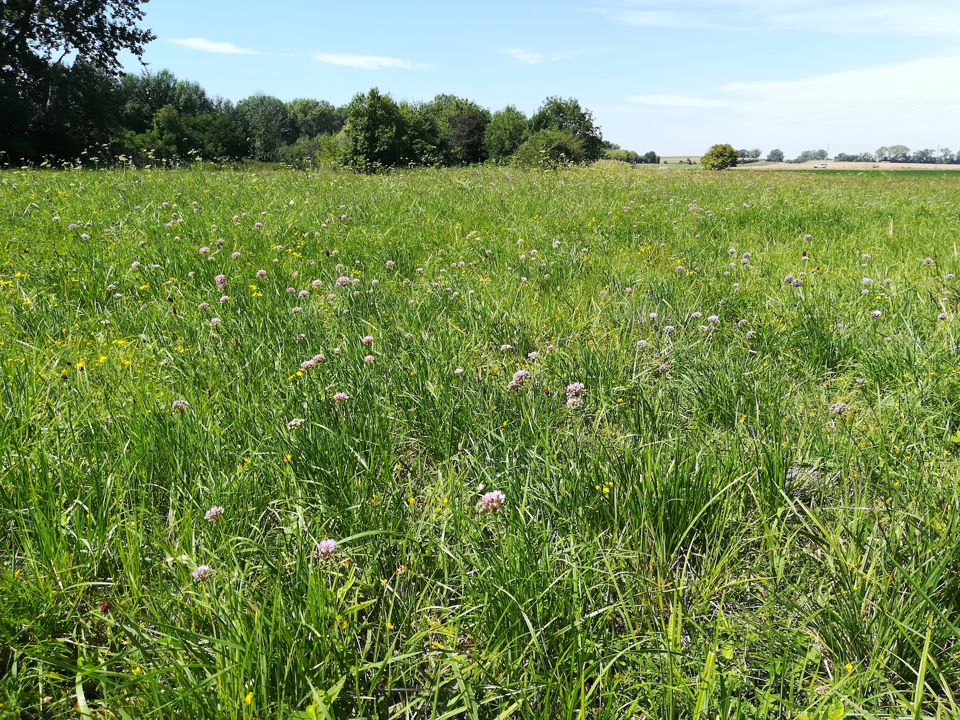 allium angulosum klein-neusiedl bei fischamend_20190810_120634.jpg