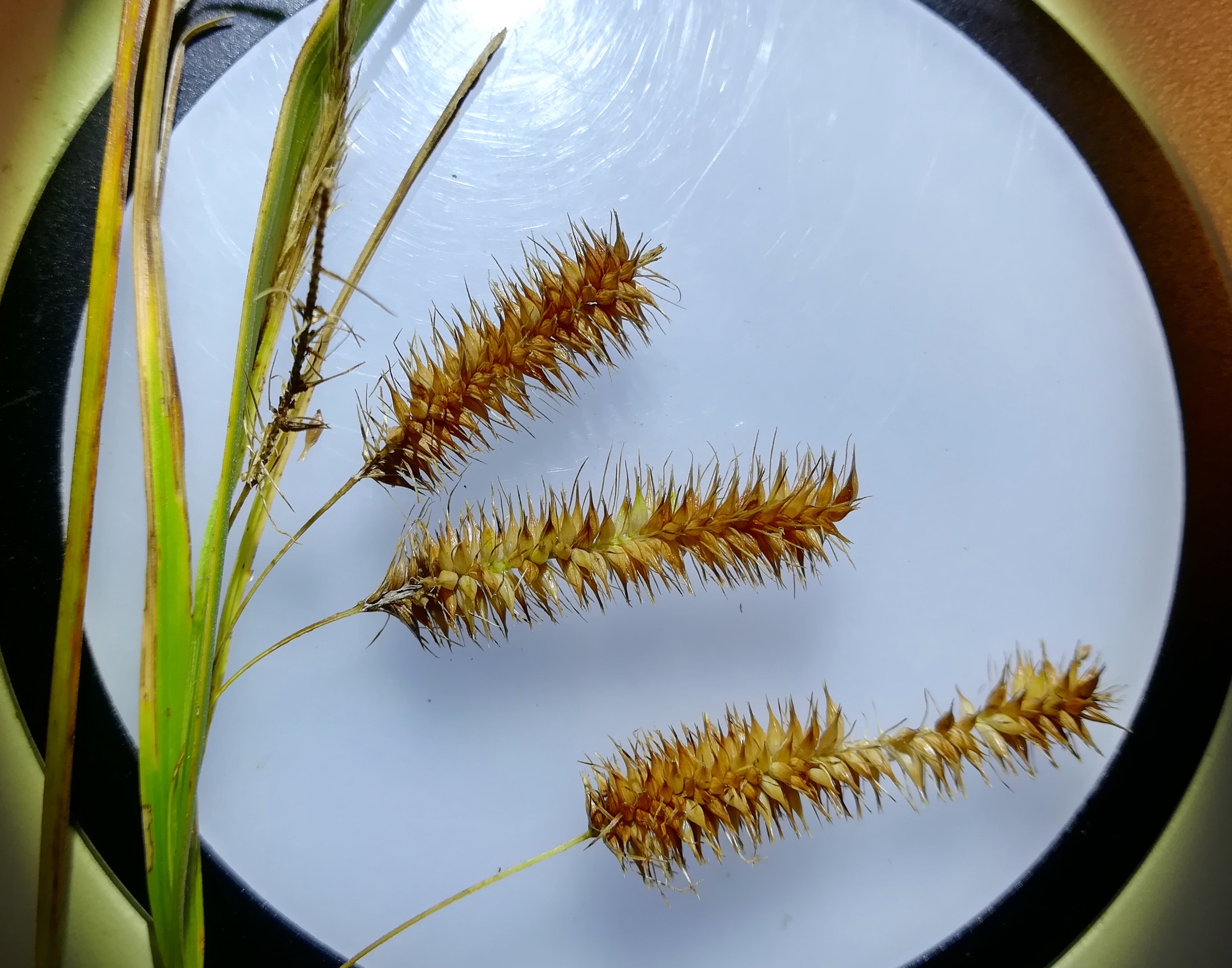 carex pseudocyperus klein-neusiedl bei fischamend_20190810_134734.jpg