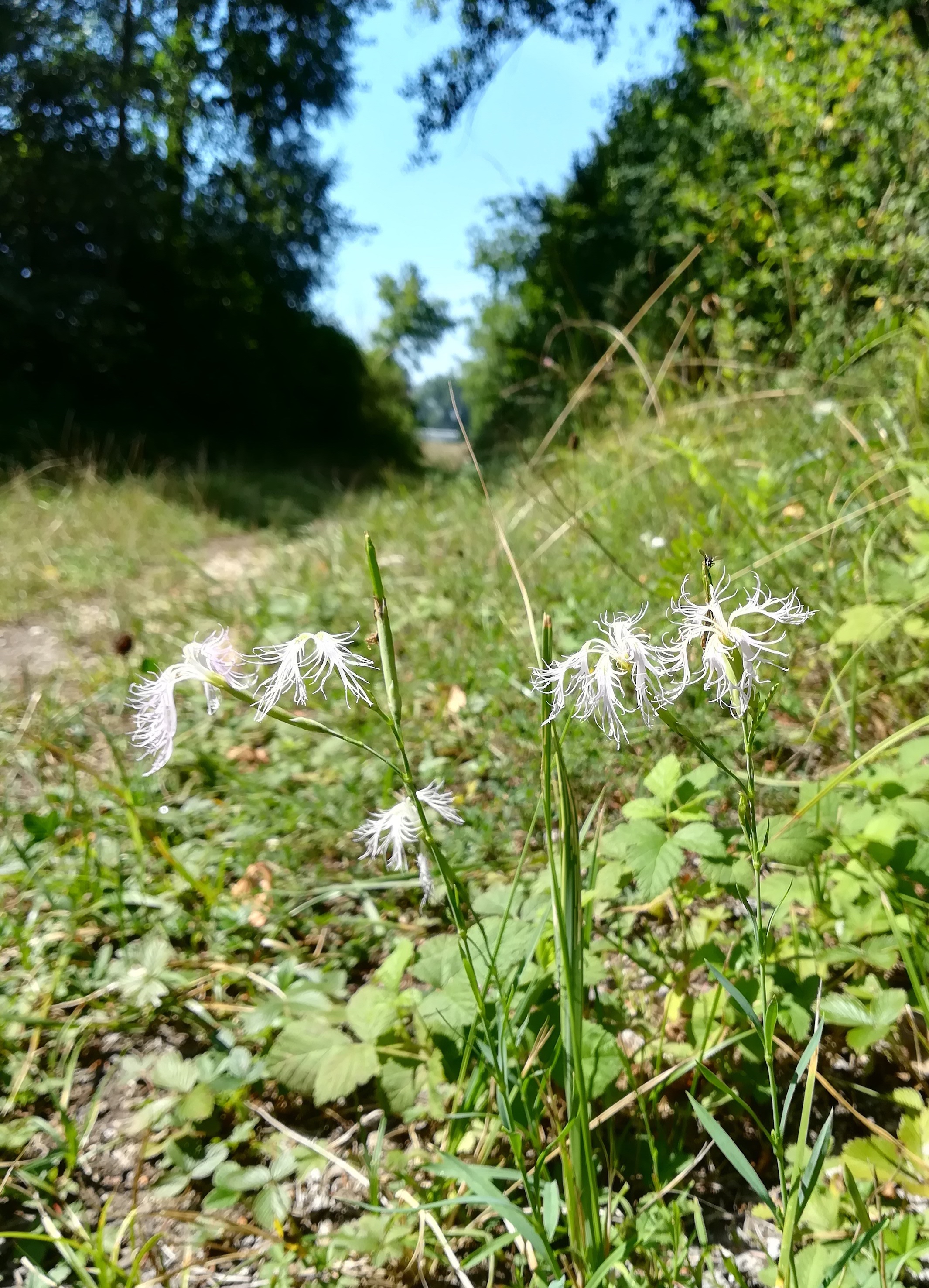 dianthus superbus subsp. superbus klein-neusiedl bei fischamend_20190810_113223.jpg