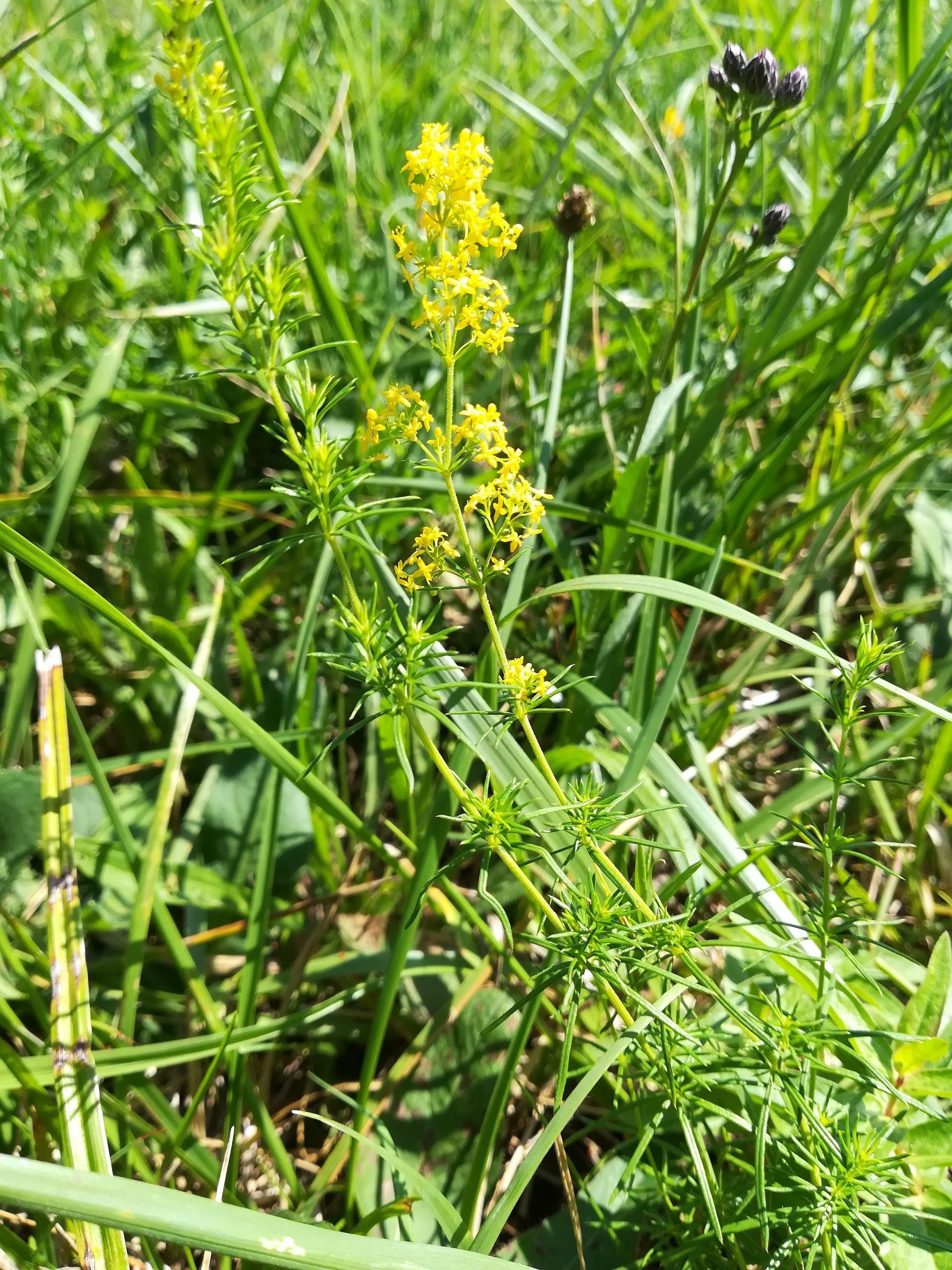 galium cf. wirtgenii klein-neusiedl bei fischamend_20190810_120021.jpg