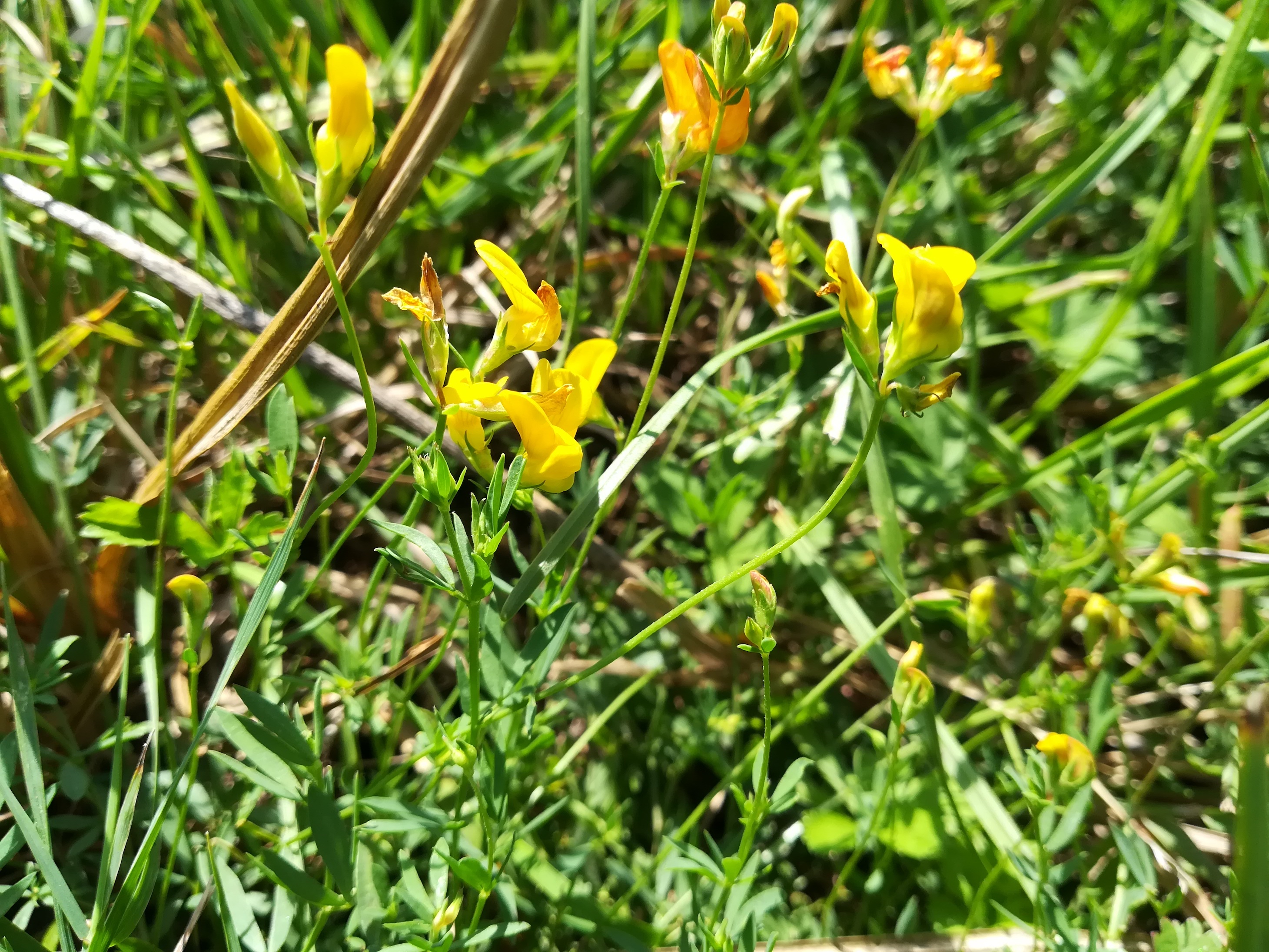 lotus tenuis klein-neusiedl bei fischamend_20190810_115003.jpg