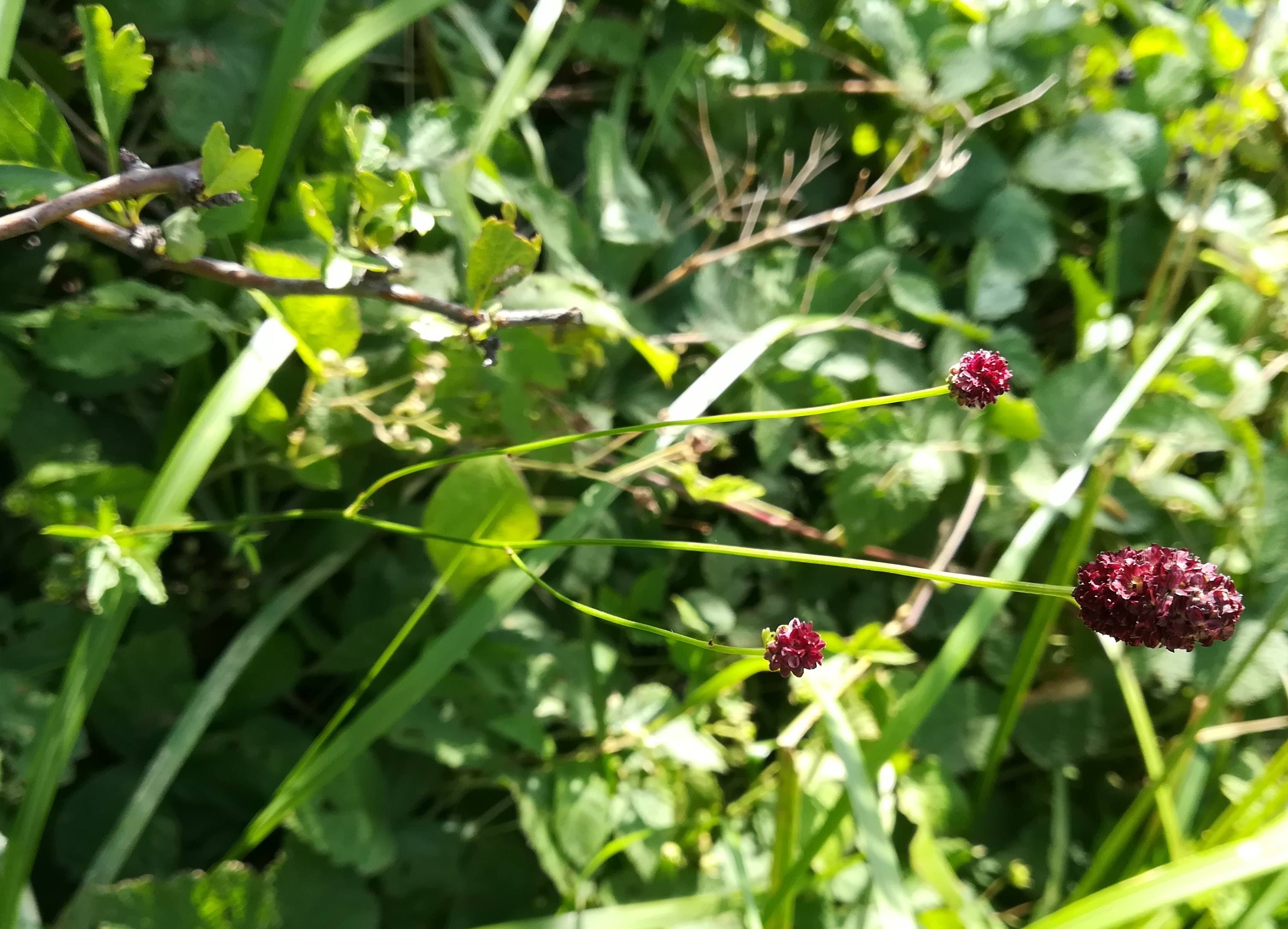 sanguisorba officinalis klein-neusiedl bei fischamend_20190810_114650.jpg