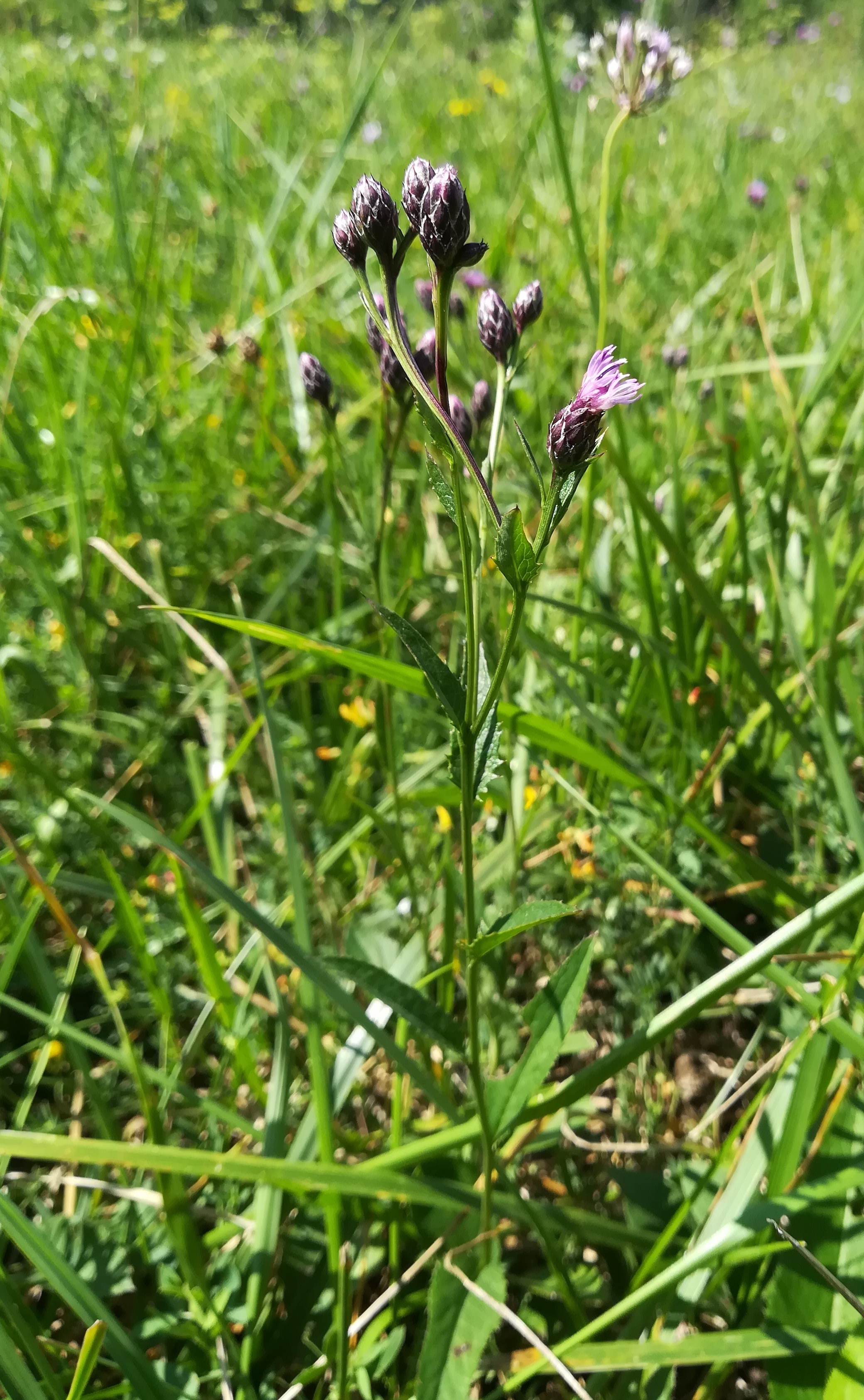 serratula tinctoria klein-neusiedl bei fischamend_20190810_115953.jpg