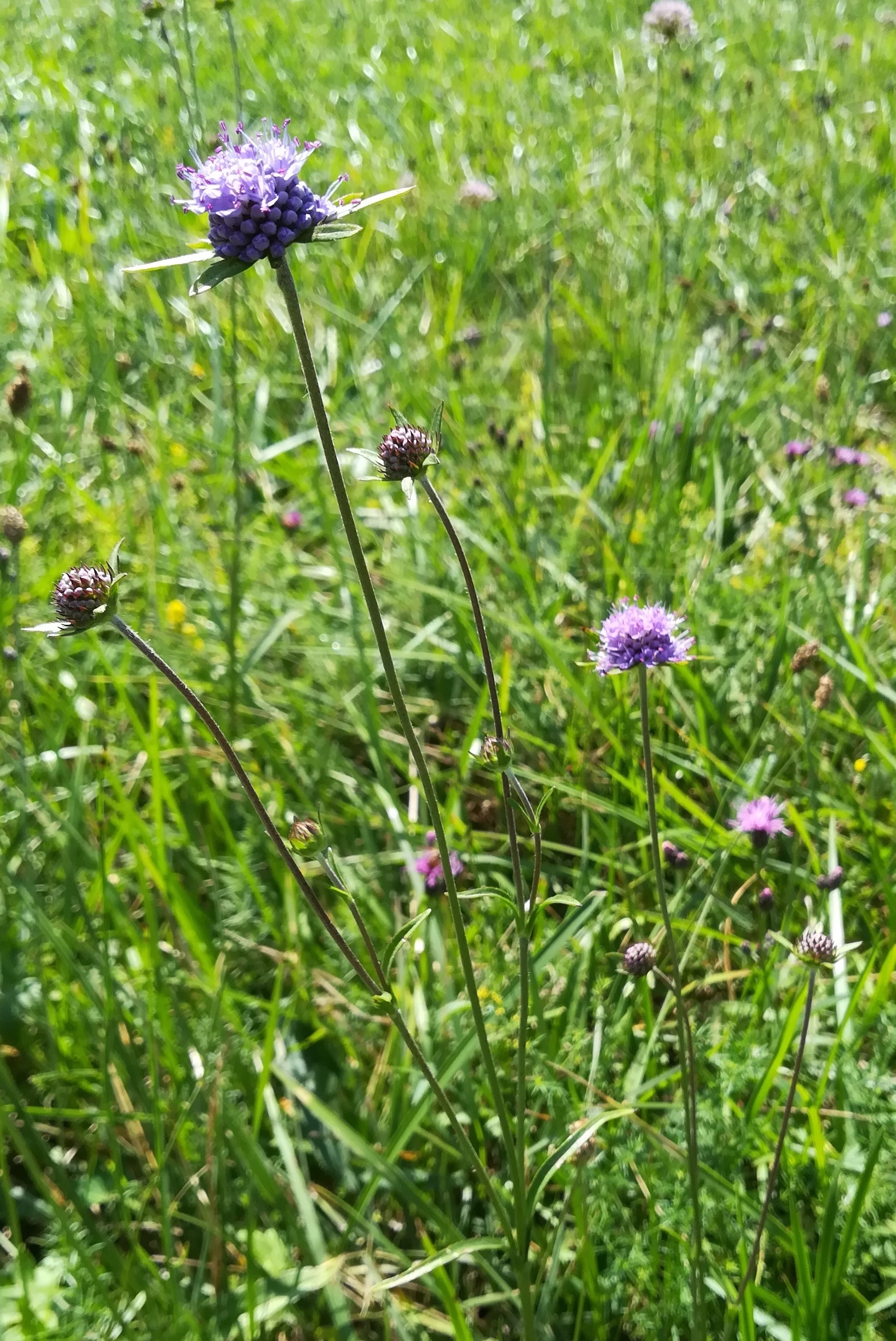 succisa pratensis klein-neusiedl bei fischamend_20190810_115917.jpg