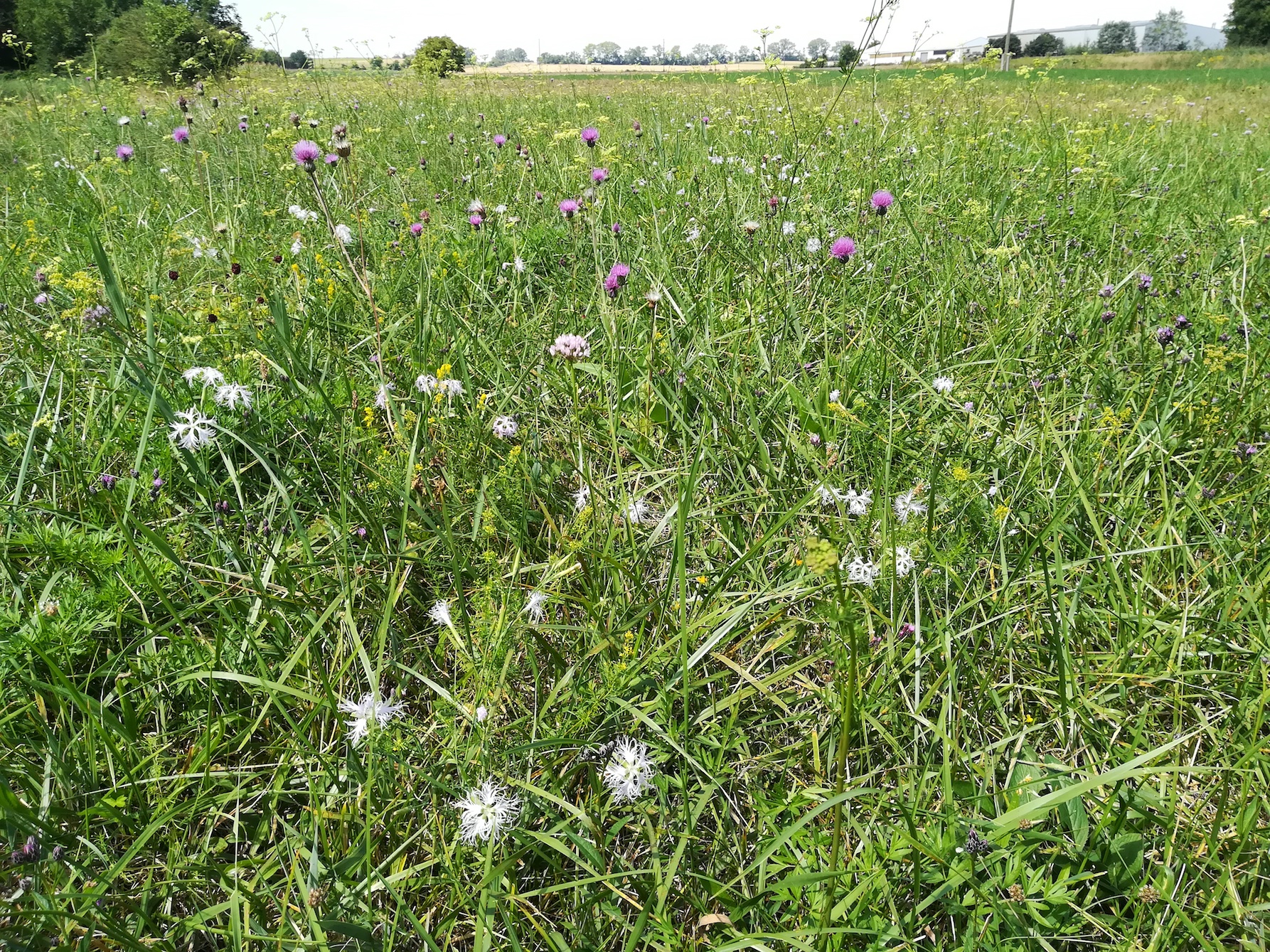 wechselfeuchte magerwiese klein-neusiedl bei fischamend_20190810_120455.jpg