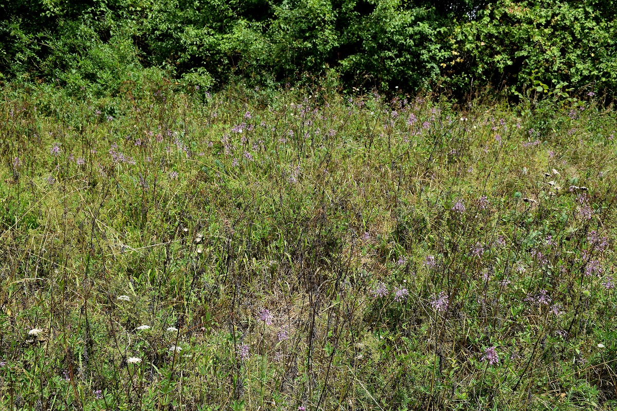 Lilienfeld-04082019-(76) - Allium carinatum subsp. carinatum - Eigentlicher Kiel-Lauch.JPG