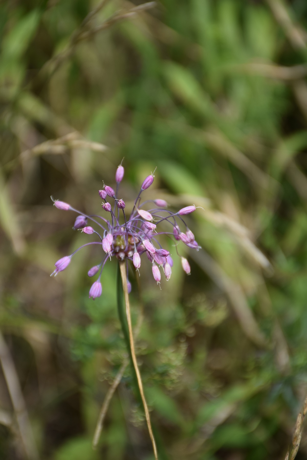 Lilienfeld-04082019-(82) - Allium carinatum subsp. carinatum - Eigentlicher Kiel-Lauch.JPG