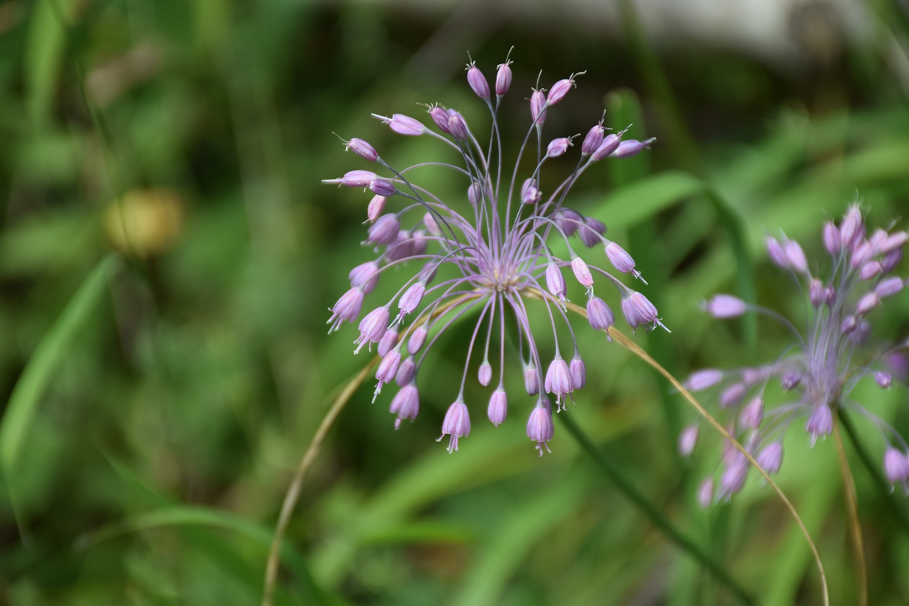 Lilienfeld-04082019-(91) - Allium carinatum subsp. carinatum - Eigentlicher Kiel-Lauch.JPG