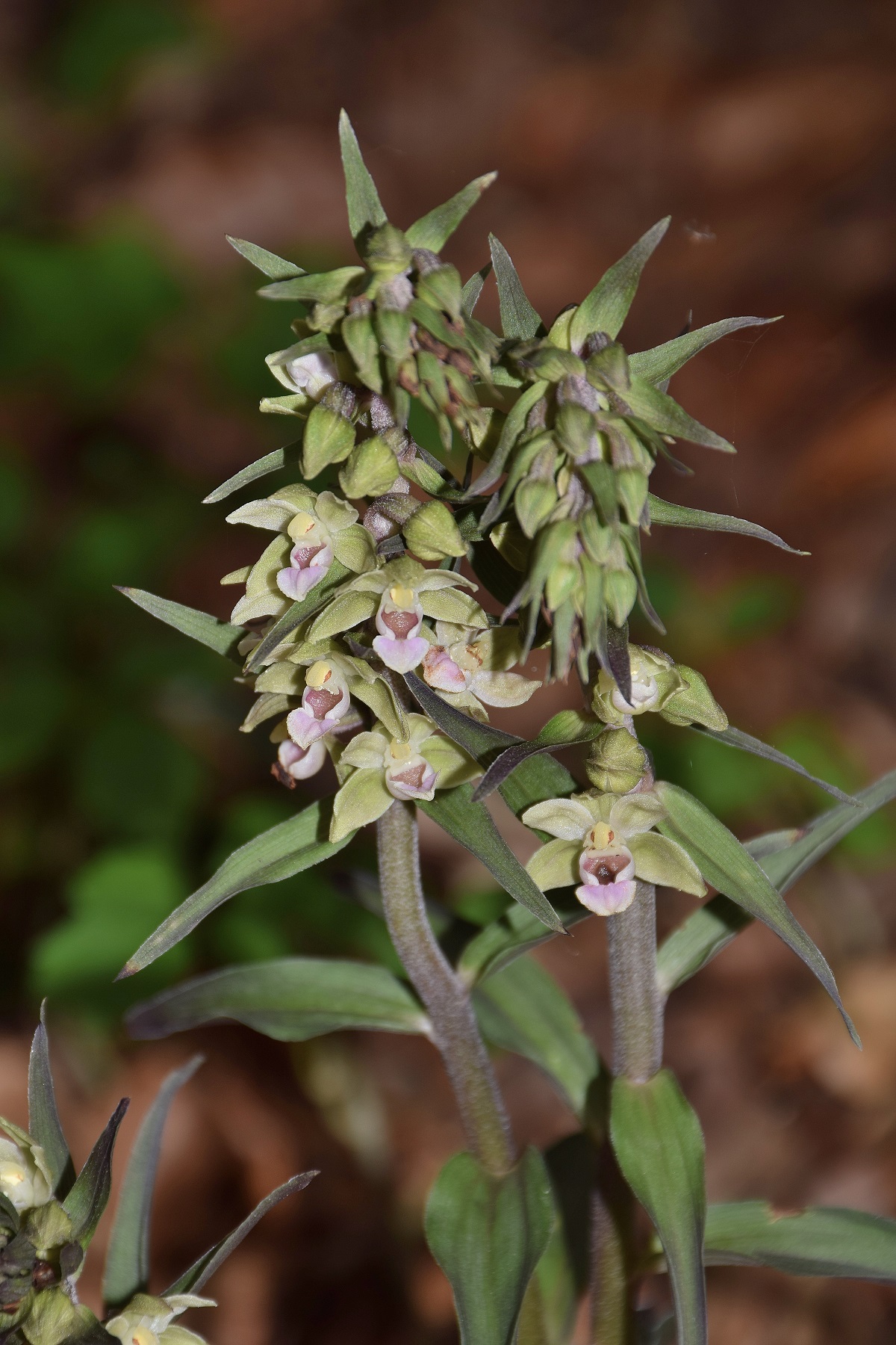 Lilienfeld-04082019-(53) - Epipactis purpurata - Violett-Ständelwurz.JPG