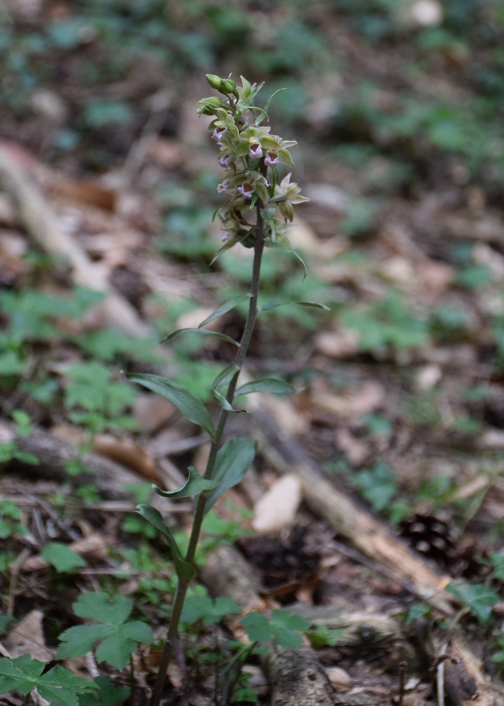 Lilienfeld-04082019-(57) - Epipactis purpurata - Violett-Ständelwurz.JPG