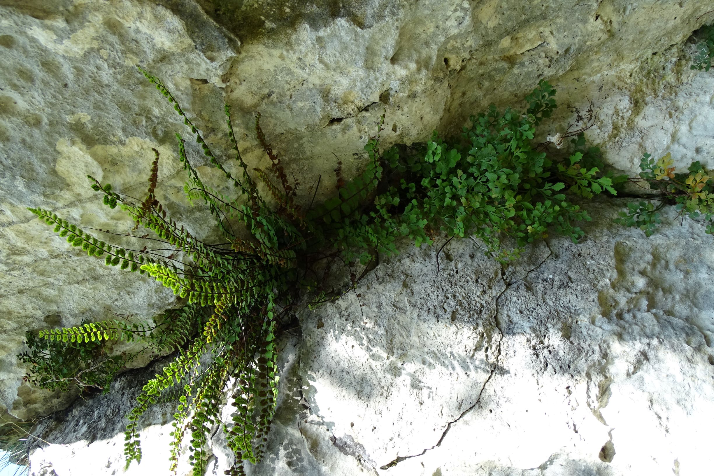 DSC05831-kopie.JPG