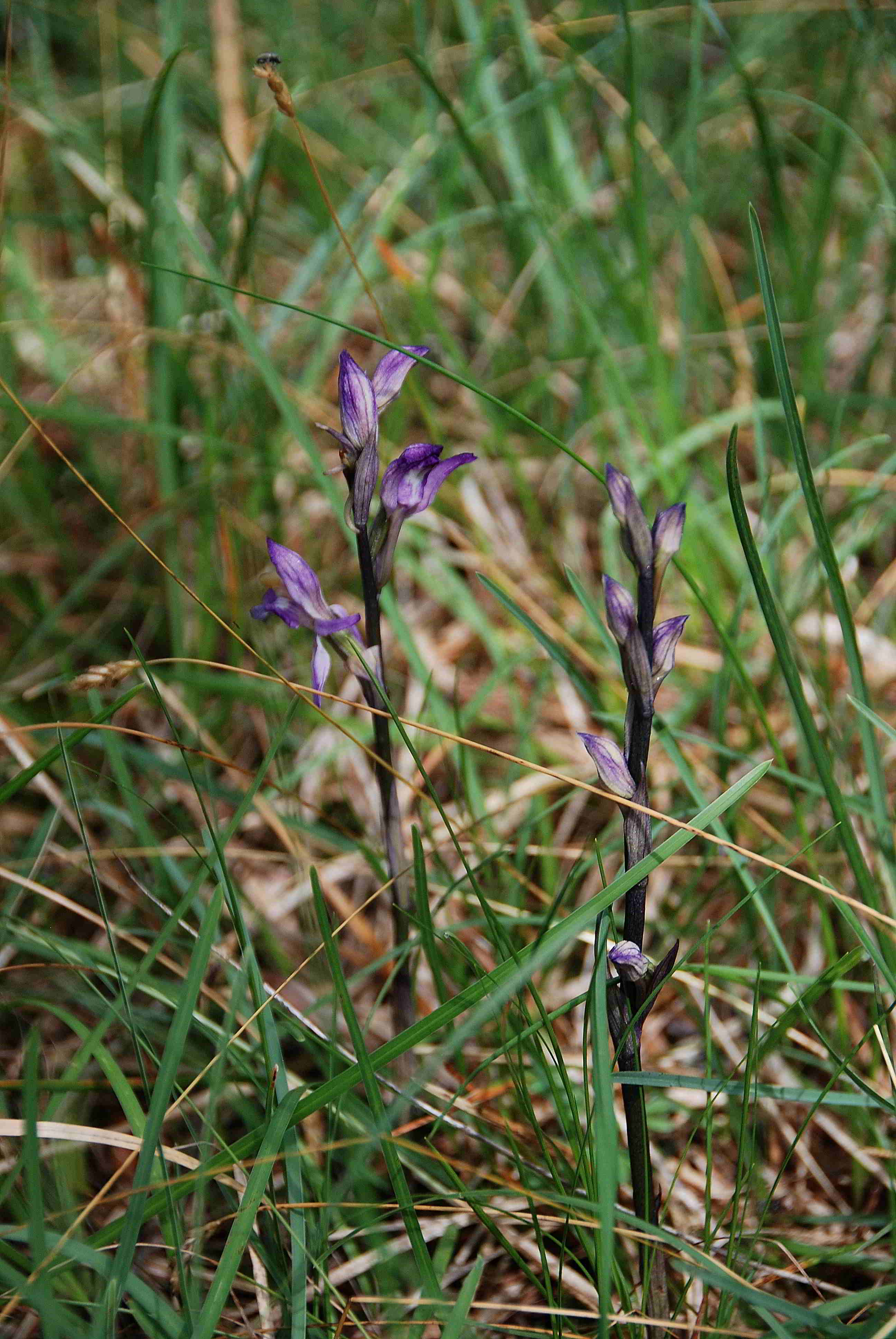 Bad Fischau-05062ß017-(9).JPG