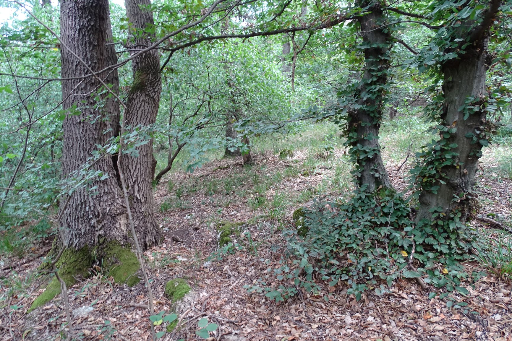 DSC05853-kopie.JPG