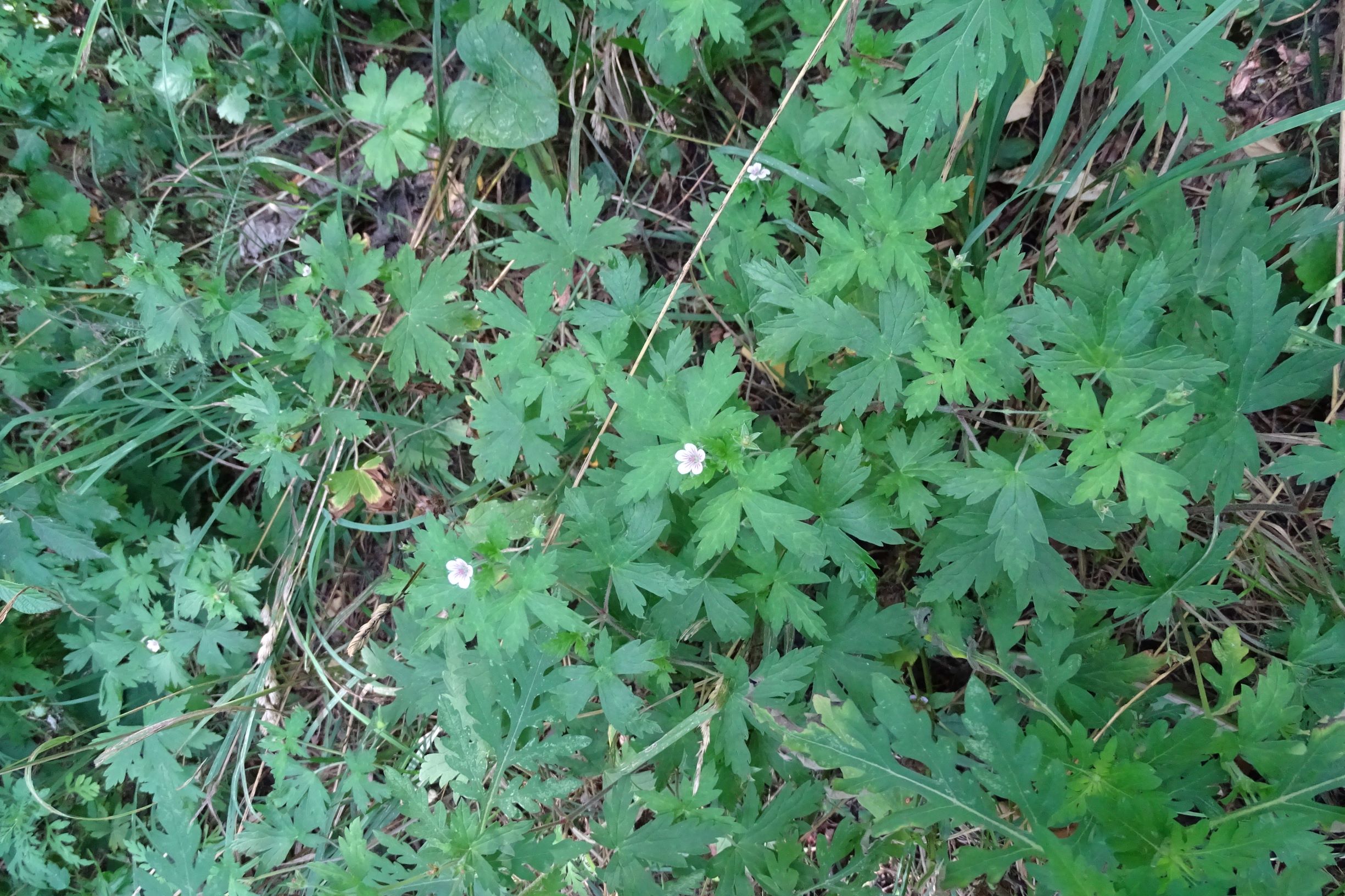 DSC05873-kopie.JPG