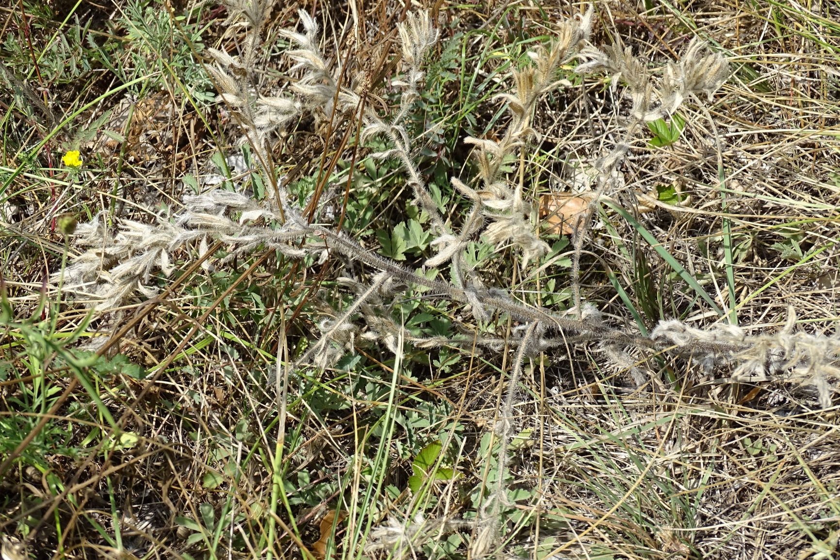 DSC05911-kopie.JPG