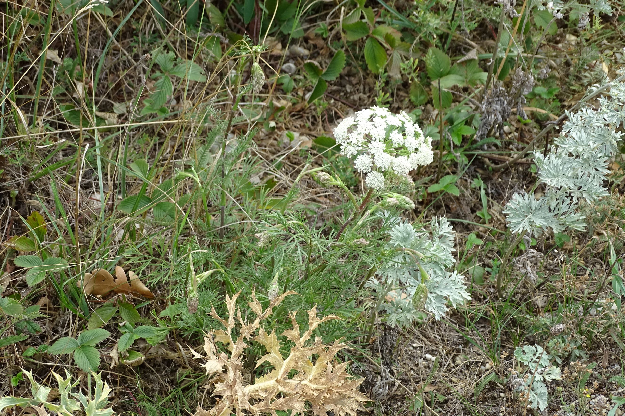 DSC05963-kopie.JPG