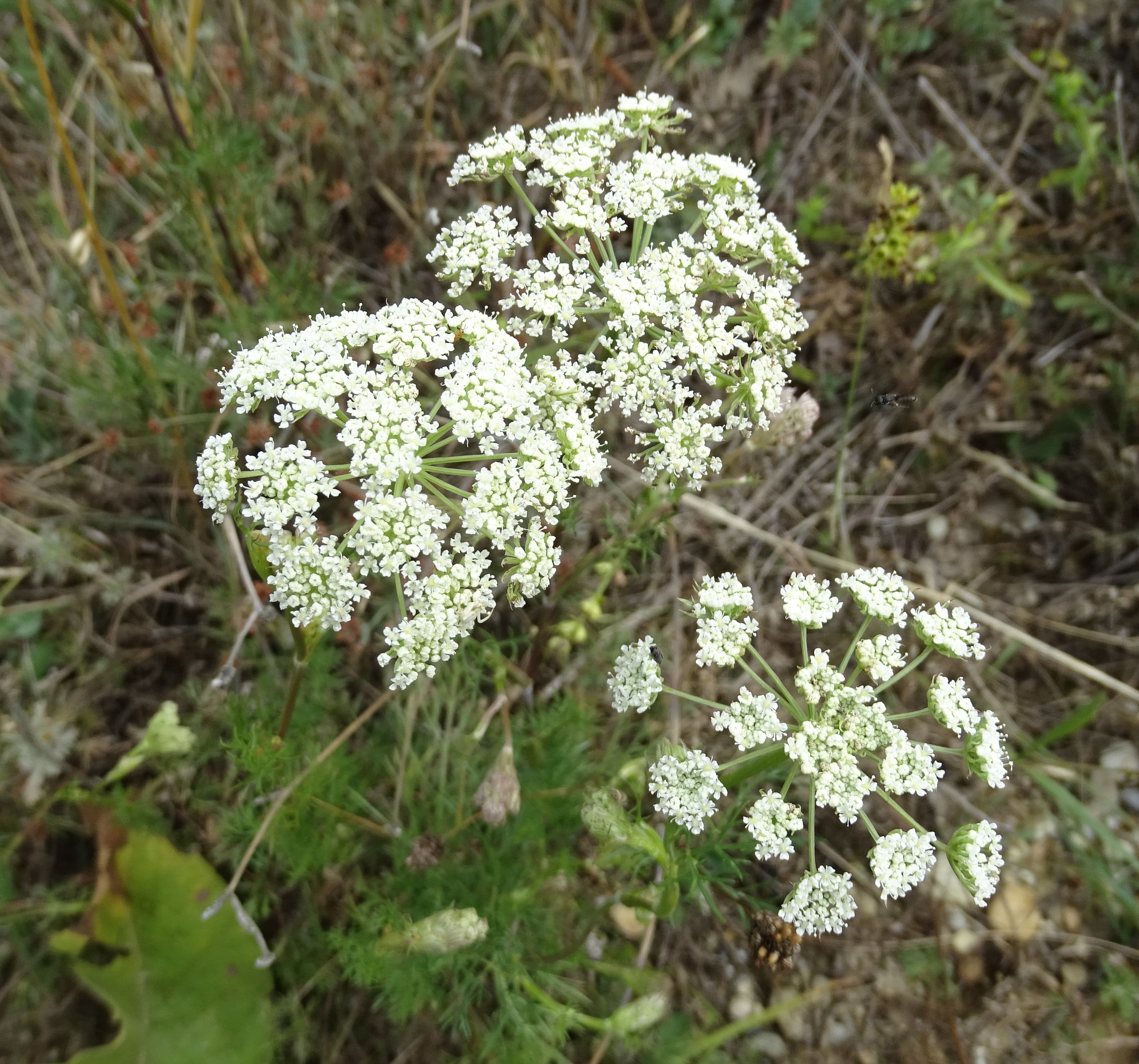 DSC05972-kopie.JPG