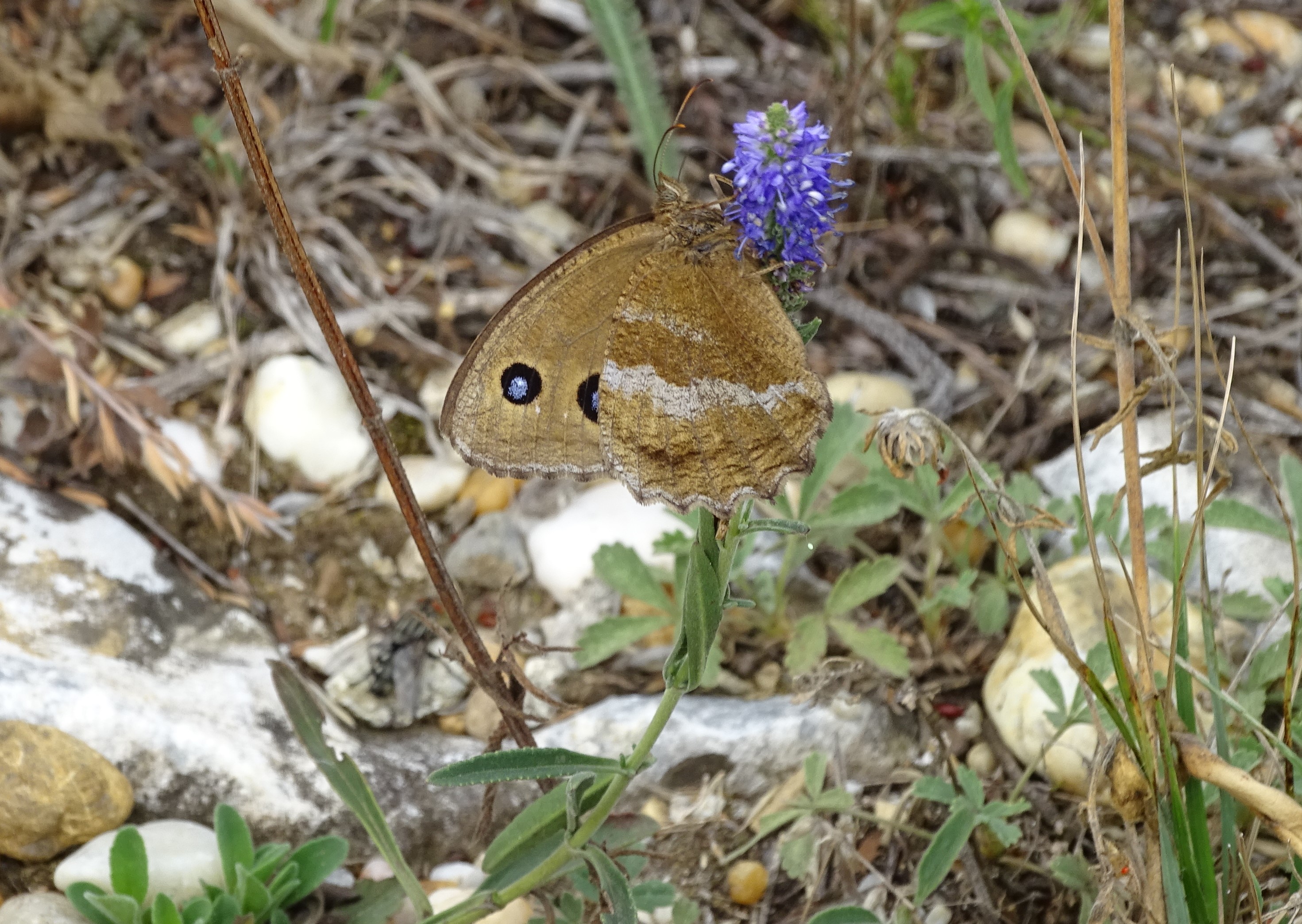 DSC05999-kopie.JPG