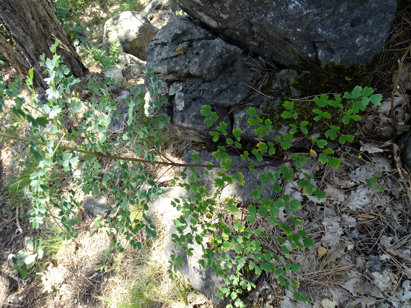 DSC06044-kopie.JPG
