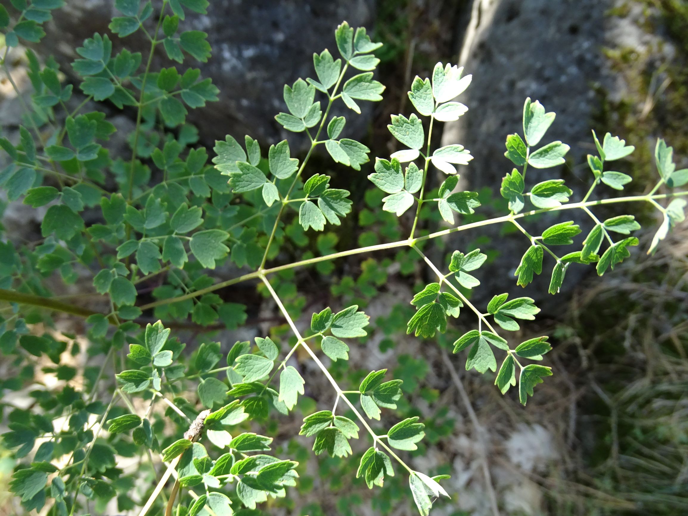 DSC06045-kopie.JPG