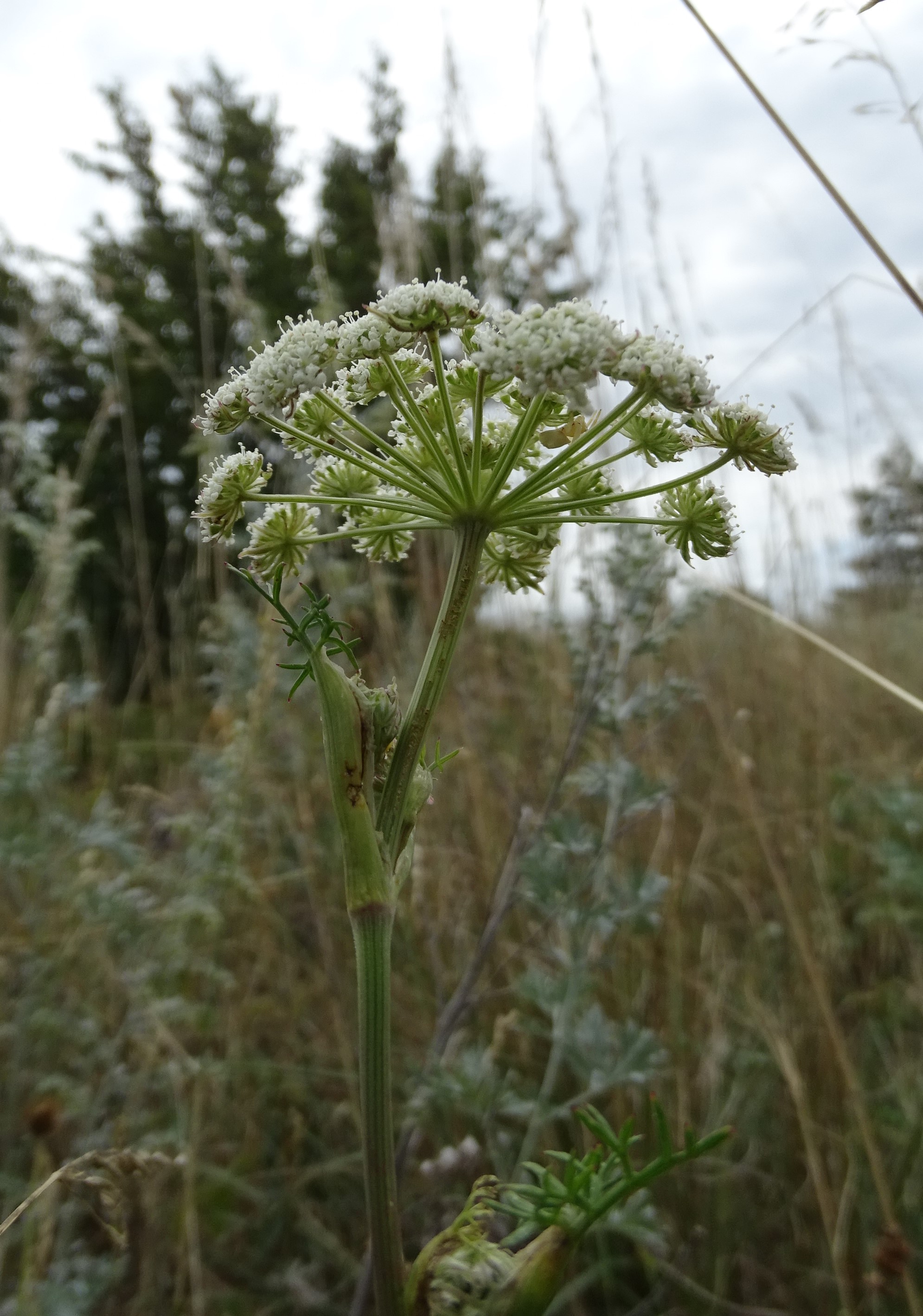 DSC05969-kopie.JPG