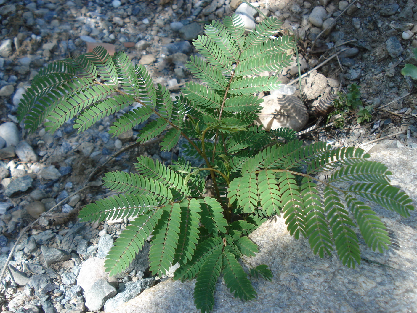 Albizia.julibrissin.verw.St-Grambach.Zenz. 28.6.19.JPG