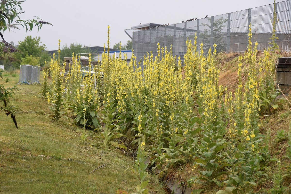 Fels am Wagram-13072019-(25) - beim Umweltgrundstück - Verbascum unbestimmt.JPG